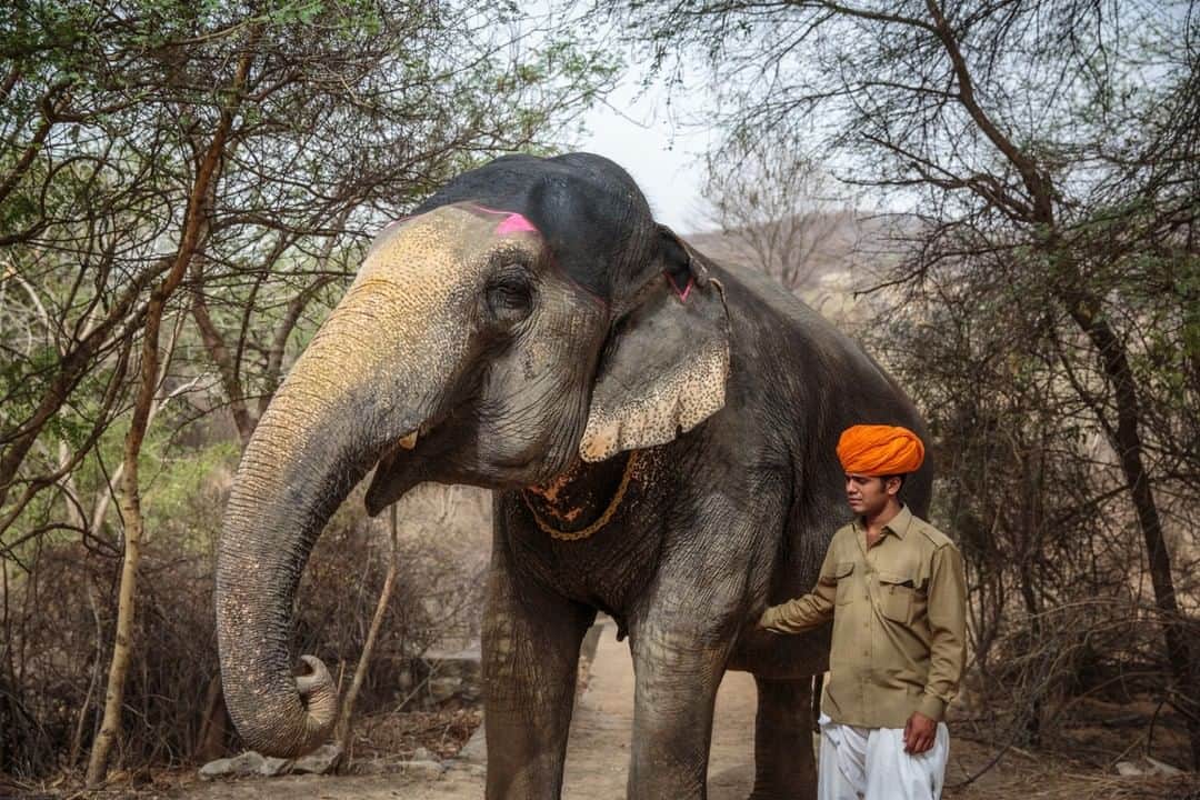 National Geographic Travelさんのインスタグラム写真 - (National Geographic TravelInstagram)「Photo by @sarahyltonphoto | Laxmi, one of three elephants at a sanctuary outside of Jaipur, Rajasthan, is taken for a walk by her mahout one afternoon in the summer heat. I visited this sanctuary while on a trip to the bustling Jaipur, and it offered a peaceful respite from the city. For more travel stories follow me @sarahyltonphoto. #India #Rajasthan #elephant」6月26日 1時07分 - natgeotravel