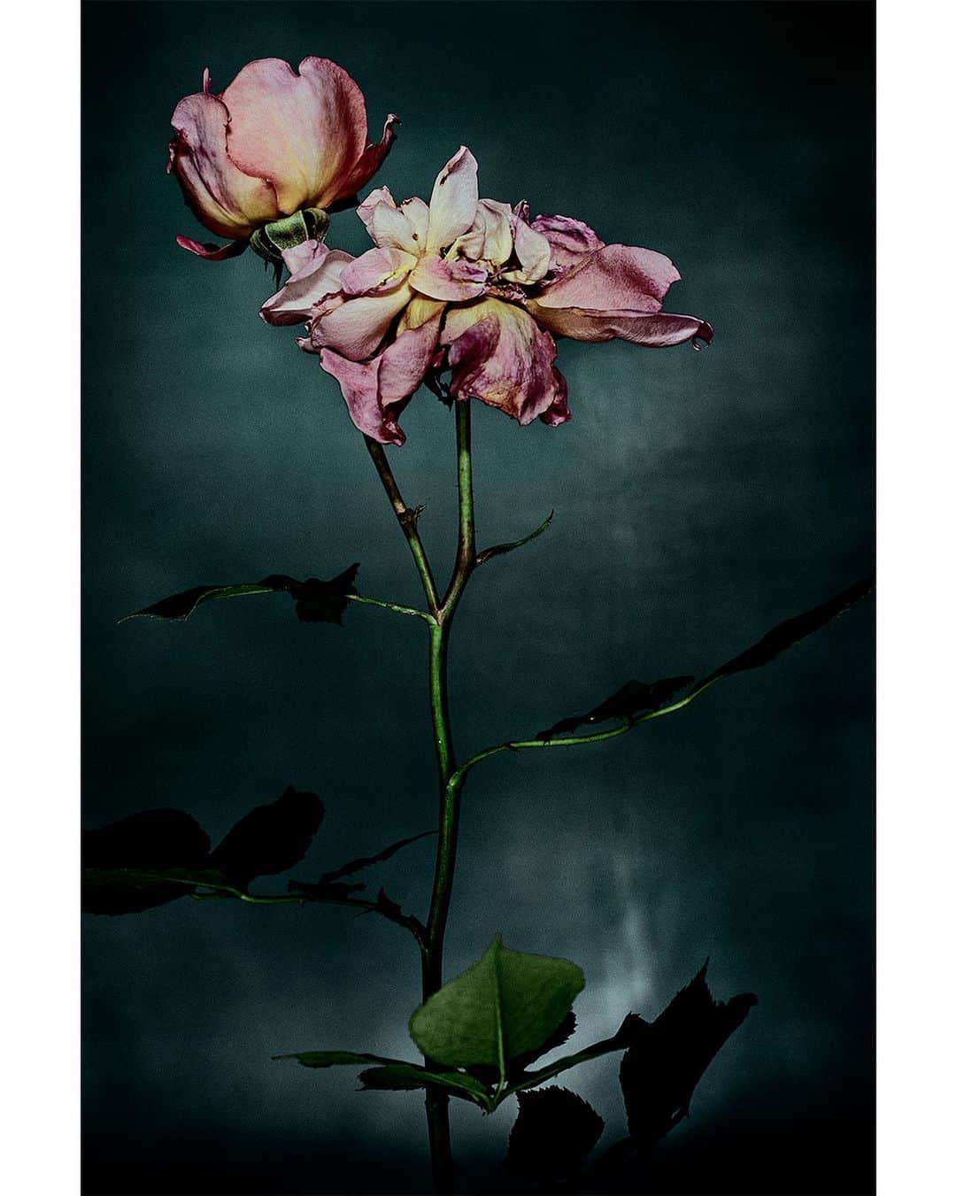 マリオ・テスティーノのインスタグラム：「Beauty is so often related to something in bloom. In general, youth is seen as the best part of life and everyone wants to stay young. But how beautiful is a rose as it ages and eventually dies. All stages of life are beautiful, we just have to open up to enjoy it all. ⁣⁣ -⁣⁣ La belleza a menudo está relacionada con algo en flor. En general, la juventud es vista como la mejor parte de la vida y todos quieren mantenerse jóvenes. Pero qué hermosa es una rosa a medida que envejece y finalmente muere. Todas las etapas de la vida son bellas, solo tenemos que abrirnos a disfrutarlo todo.⁣ -⁣ ENGLISH ROSE, 2019.⁣⁣ -⁣⁣ #FloraStarkey #StillLife #MarioTestino⁣」