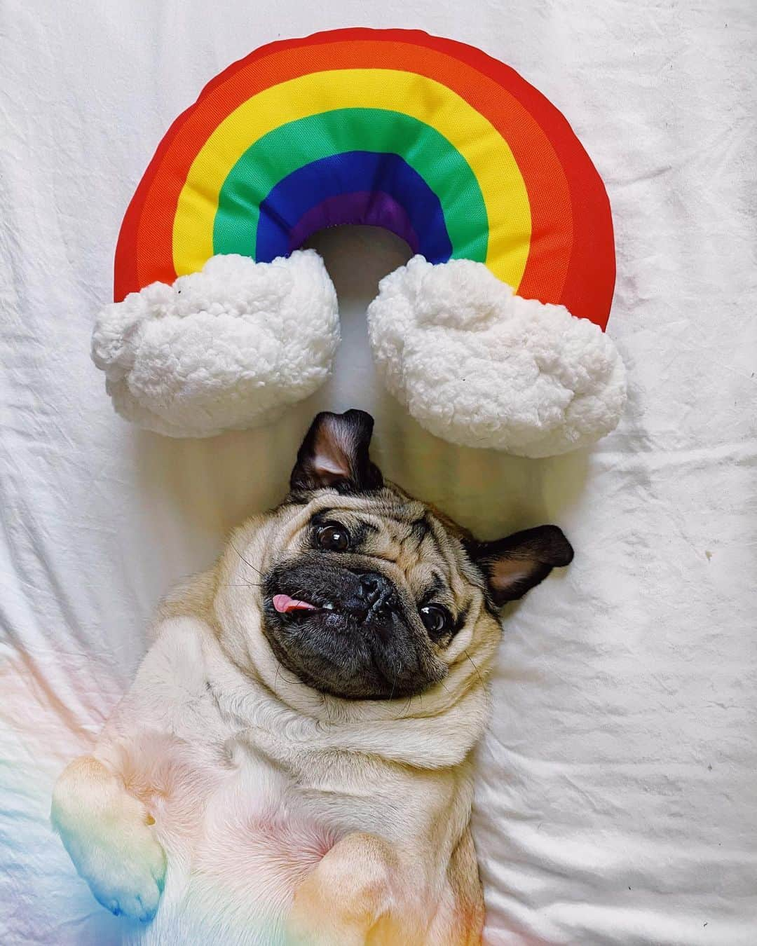 itsdougthepugさんのインスタグラム写真 - (itsdougthepugInstagram)「“Be a rainbow in someone else’s cloud” -Doug」6月26日 1時59分 - itsdougthepug