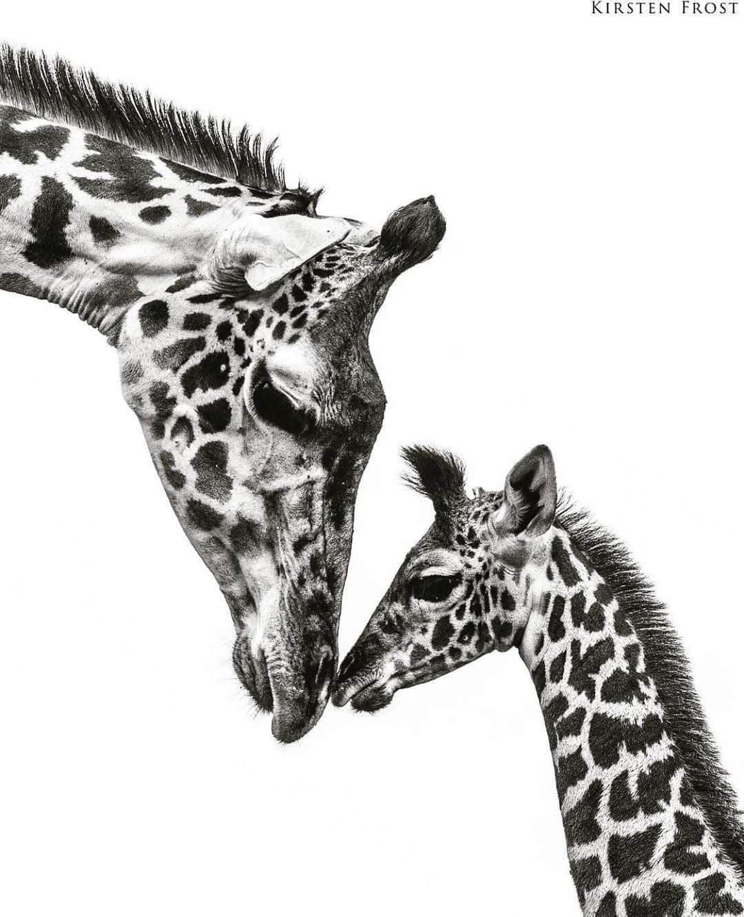 Canon Photographyさんのインスタグラム写真 - (Canon PhotographyInstagram)「A tender moment beautifully captured on a safari drive in Kenya by @kirstenfrostphotos  Curated by @ianharper • • • • • #kenya #giraffe #bnw #nairobi #giraffes #bw #safari #monochrome #bnw_society #bnw_captures #masaimara #blackandwhitephotography #igkenya #bnw_life #bw_lover #eastafrica #magicalkenya #meerkats #bnw_planet #ringtailedlemur #westmidlandssafaripark」6月26日 3時08分 - cpcollectives