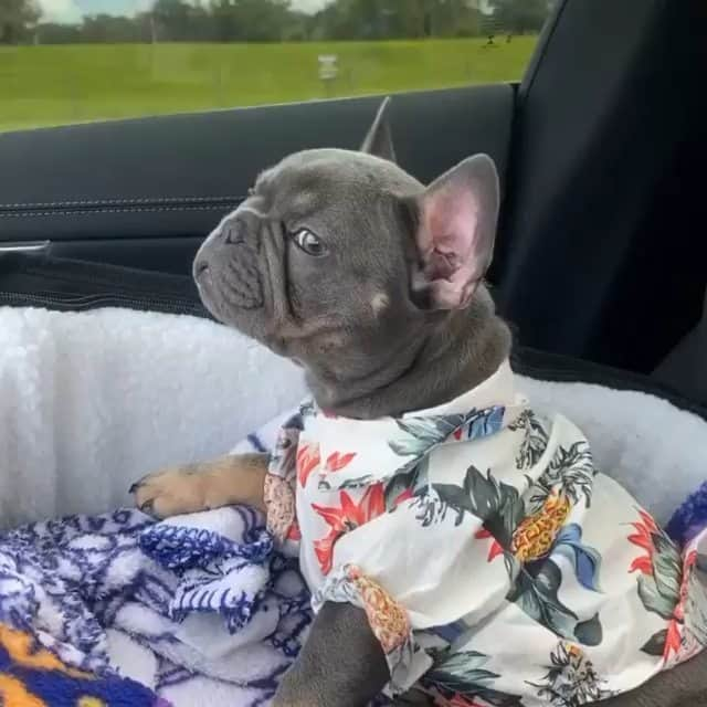 French Bulldogのインスタグラム