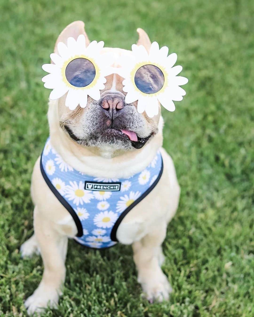 Regeneratti&Oliveira Kennelさんのインスタグラム写真 - (Regeneratti&Oliveira KennelInstagram)「Style is my middle name...... @that_frenchie_albert . . Shop  @frenchie_bulldog ⚡️THE COOLEST⚡️ swag for your pup! 🎁 Get 10% off  with code jmarcoz10🐾  https://frenchiebulldog.com/ . . . #frenchie #frenchbulldog #buhi #frenchielove #frenchbulldogsofinstagram #frenchiesofinstagram #frenchbulldoglovers #frenchbulldoglife #dailyfrenchie #bullieslife #dog #puppy #instagood #dogs_of_instagram #pet #animals #petsagram #photooftheday #dogsofinstagram #instagramdogs #dogstagram #dogoftheday  #adorable #doglover #instapuppy #instadog #buzzfeed #weeklyfluff」6月26日 4時28分 - jmarcoz