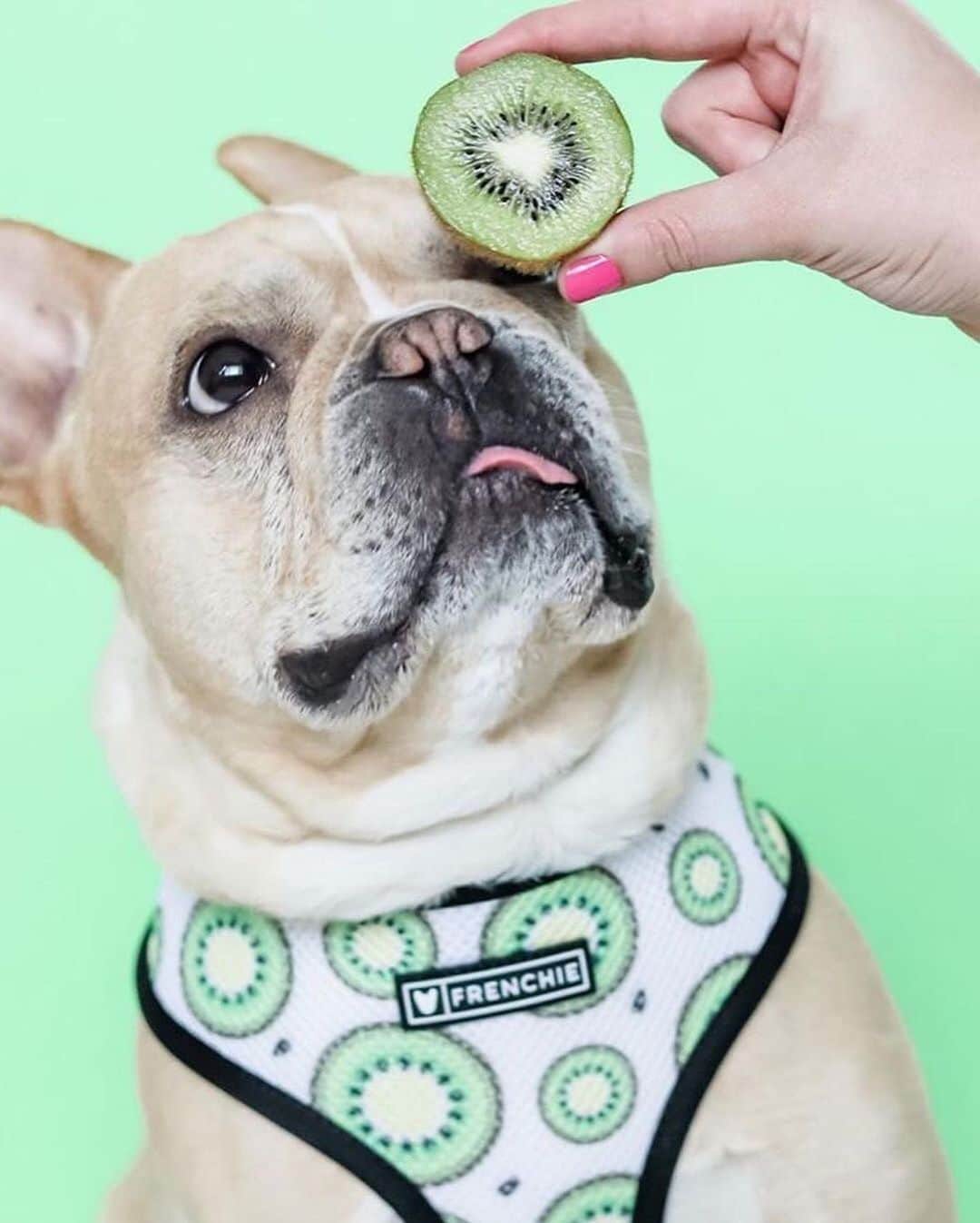 Regeneratti&Oliveira Kennelさんのインスタグラム写真 - (Regeneratti&Oliveira KennelInstagram)「Style is my middle name...... @that_frenchie_albert . . Shop  @frenchie_bulldog ⚡️THE COOLEST⚡️ swag for your pup! 🎁 Get 10% off  with code jmarcoz10🐾  https://frenchiebulldog.com/ . . . #frenchie #frenchbulldog #buhi #frenchielove #frenchbulldogsofinstagram #frenchiesofinstagram #frenchbulldoglovers #frenchbulldoglife #dailyfrenchie #bullieslife #dog #puppy #instagood #dogs_of_instagram #pet #animals #petsagram #photooftheday #dogsofinstagram #instagramdogs #dogstagram #dogoftheday  #adorable #doglover #instapuppy #instadog #buzzfeed #weeklyfluff」6月26日 4時28分 - jmarcoz