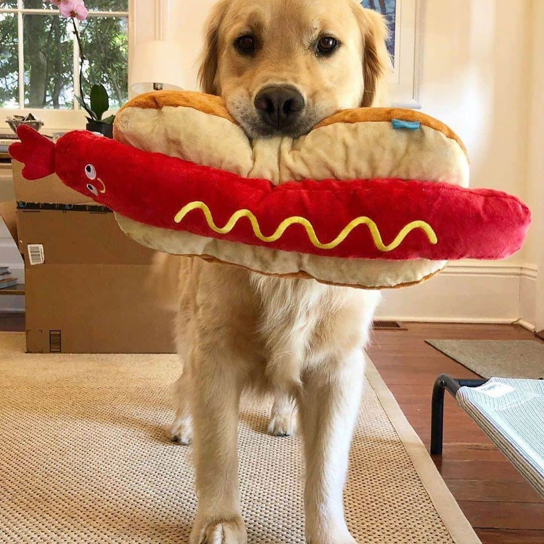 BarkBoxさんのインスタグラム写真 - (BarkBoxInstagram)「YOU ASKED FOR 'EM, now we've got 'em! . BIG TOIS FOR BIG BOIS (and girls) 🤩⁠ ⁠. We're talkin' BIG. HONKIN'. PLUSH. TOYS.⁠ . You have until 7/1 to add your favorites to your pup's next BarkBox! . We've got:⁠ 🚨 Frank N. Footer⁠ 🚨 Big Burp Slurp⁠ and more 😆⁠ ⁠. Tap link in bio to grab yours, and click this link to find a WHOLE album of our "Big Tois for Big ⁠Bois" >> https://ruv.me/bigboitoys . ⁠ (You might be able to find some Frank-N-Furters still at @target or Big Burps at @Petco, too!) ⁠⠀ @hereibroughtyouthis⁠⠀ @azulabalance⁠⠀ @gemma_rescue_pup⁠⠀ @millerandsamson⁠ Carrie A. on Facebook @goldenboyroo @prucrupugs Miss Rousey Leigh from Facebook @thepupstellalou @haventhehoula」6月26日 4時31分 - barkbox