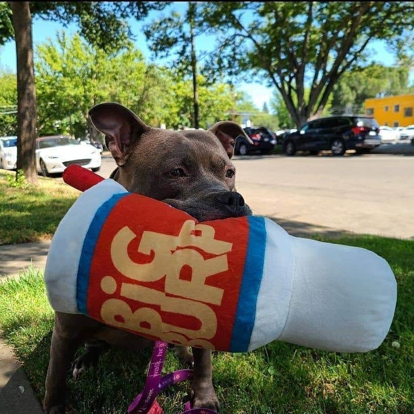 BarkBoxさんのインスタグラム写真 - (BarkBoxInstagram)「YOU ASKED FOR 'EM, now we've got 'em! . BIG TOIS FOR BIG BOIS (and girls) 🤩⁠ ⁠. We're talkin' BIG. HONKIN'. PLUSH. TOYS.⁠ . You have until 7/1 to add your favorites to your pup's next BarkBox! . We've got:⁠ 🚨 Frank N. Footer⁠ 🚨 Big Burp Slurp⁠ and more 😆⁠ ⁠. Tap link in bio to grab yours, and click this link to find a WHOLE album of our "Big Tois for Big ⁠Bois" >> https://ruv.me/bigboitoys . ⁠ (You might be able to find some Frank-N-Furters still at @target or Big Burps at @Petco, too!) ⁠⠀ @hereibroughtyouthis⁠⠀ @azulabalance⁠⠀ @gemma_rescue_pup⁠⠀ @millerandsamson⁠ Carrie A. on Facebook @goldenboyroo @prucrupugs Miss Rousey Leigh from Facebook @thepupstellalou @haventhehoula」6月26日 4時31分 - barkbox