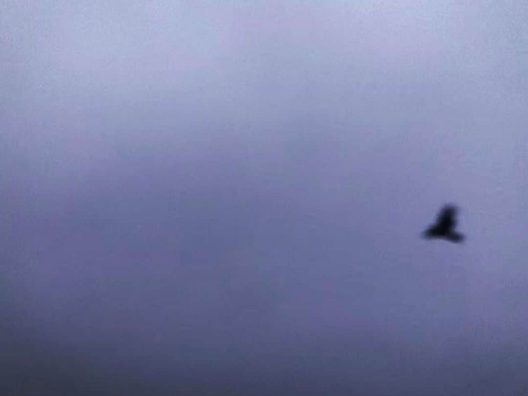 中村靖日さんのインスタグラム写真 - (中村靖日Instagram)「.  おはようございます。  2020年06月26日04時21分、 東京都心。  1日撮るのを休んだからか いつもよりかなり近くへ翔んで来た。  余裕の貫禄か。  #goodmorning #dawn #sunrise #sky #clouds #birdssinging #bird #birds #diary #memory #record #ambient #landscape #balconyview #tokyo #japan #photo #actor #withafterpost」6月26日 4時35分 - yasuhi_nakamura