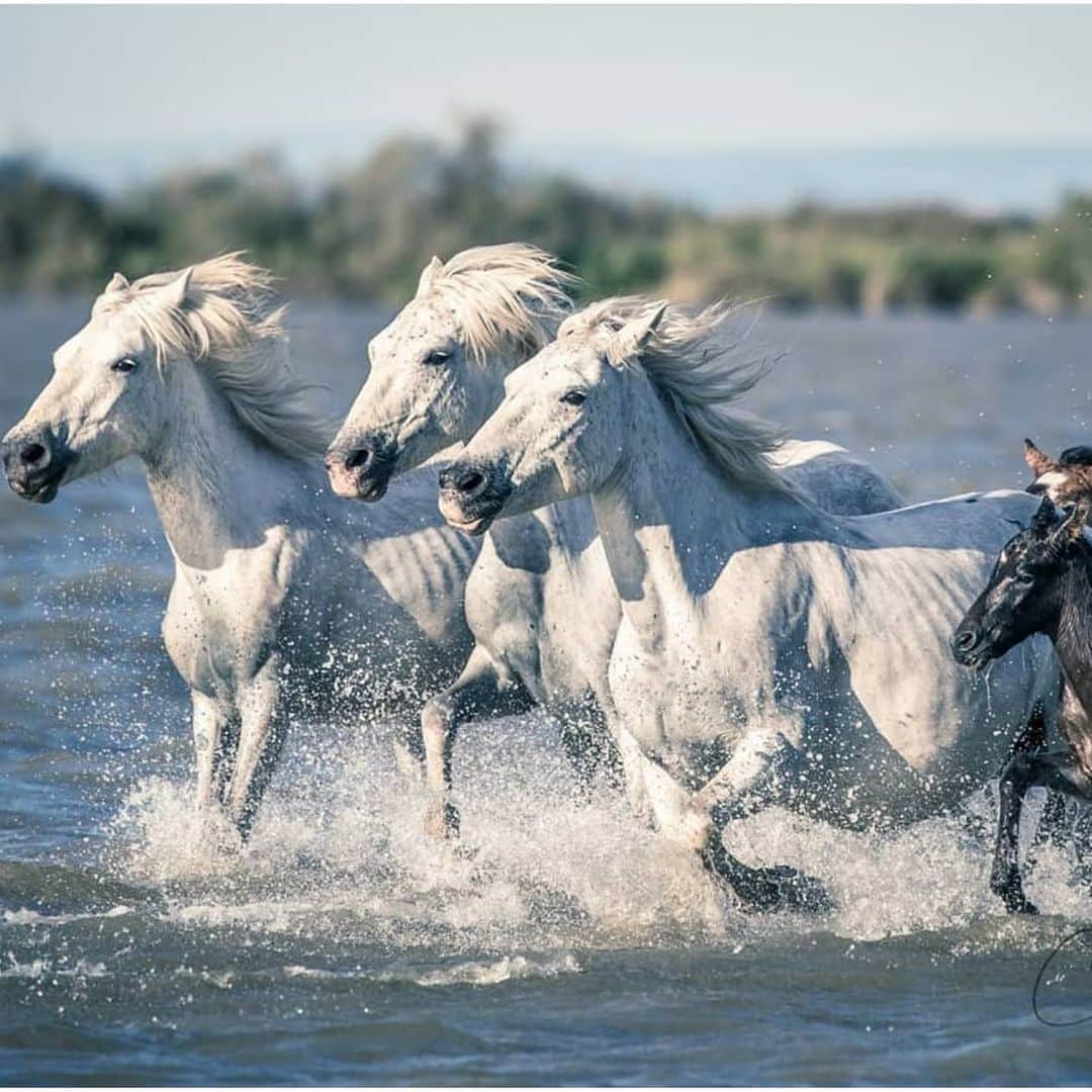 ラボッテガーディアンさんのインスタグラム写真 - (ラボッテガーディアンInstagram)「La camargue et ses chevaux blanc 📷 @carine.schmidlin #cheznous #camargue #camarguehorse #wildlife #wildhorses #whitehorses #chevalcamargue」6月26日 4時53分 - labottegardiane