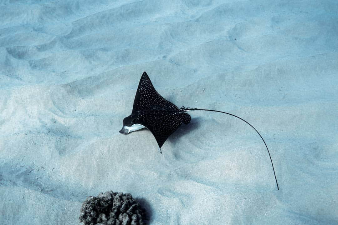 And Youさんのインスタグラム写真 - (And YouInstagram)「Reaching widths of nearly 11 feet (over 3 m), the spotted eagle ray is one of the largest eagle rays, with only the mantas growing bigger. ​. ​. ​. ​. ​. ​#stingray #ocean #sea #discoverocean #marinelife #wildlifephotography #eagleray」6月26日 4時57分 - dolphinsandyou