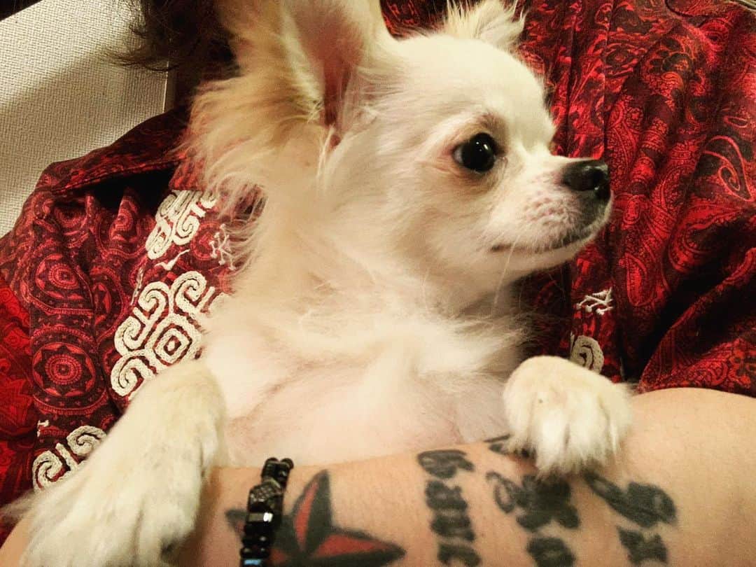 清春さんのインスタグラム写真 - (清春Instagram)「#チワックス #chihuachs #犬 #dog」6月26日 16時40分 - kiyoharu_official