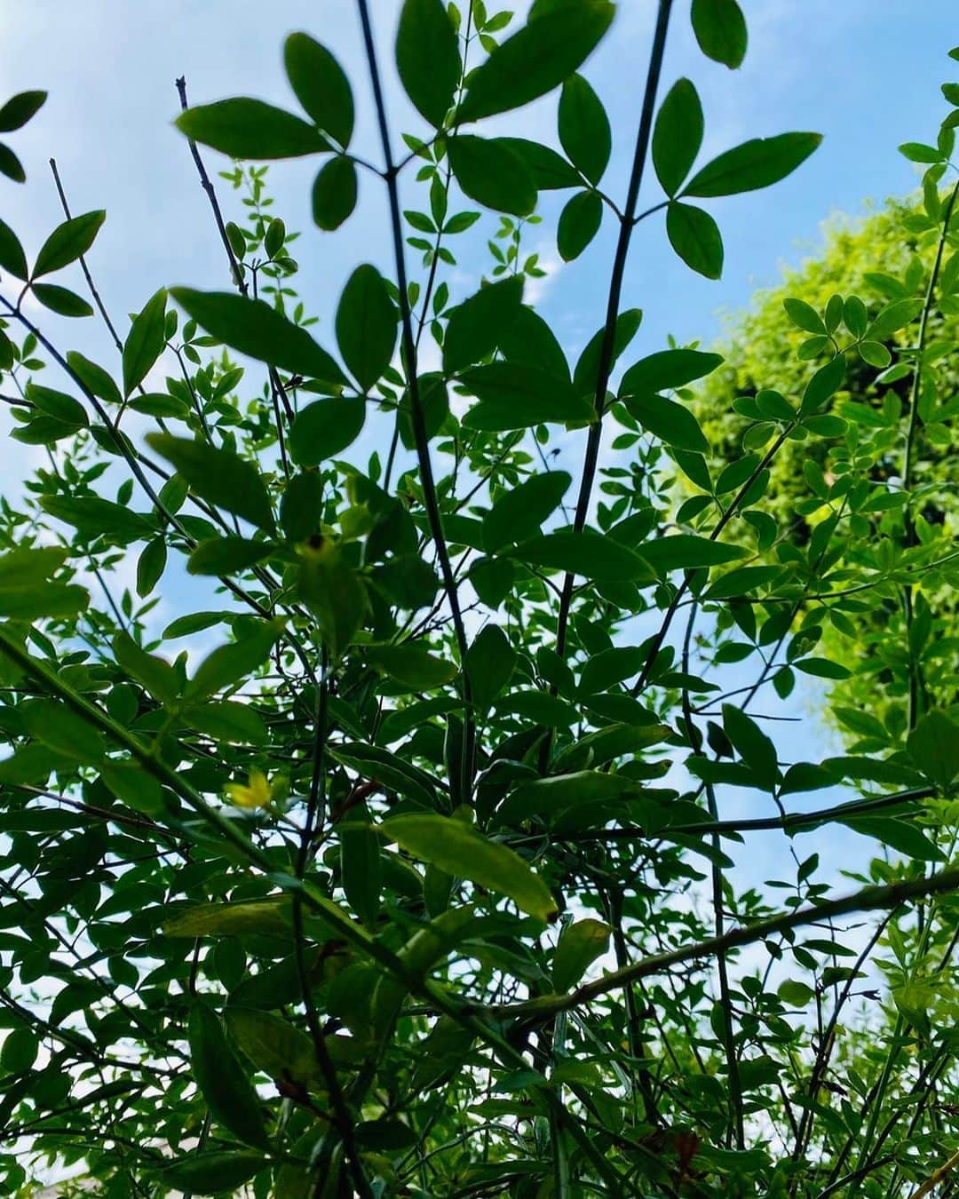 木村拓哉さんのインスタグラム写真 - (木村拓哉Instagram)「﻿ ﻿ 「今日、明日と気温がかなり上がるみたいですねぇ〜‼️﻿ 外で作業の皆さん、水分補給をしっかりとして下さいねぇ〜❗️」﻿ ﻿ STAY SAFE❗️﻿ ﻿ 拓哉﻿ #木村拓哉#TakuyaKimura」6月26日 15時29分 - takuya.kimura_tak