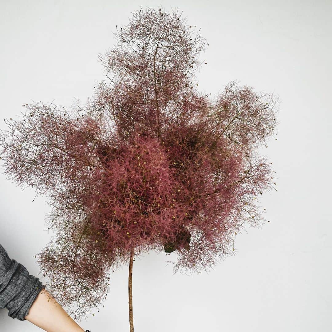 MILLE ECLAT.のグルメインスタ