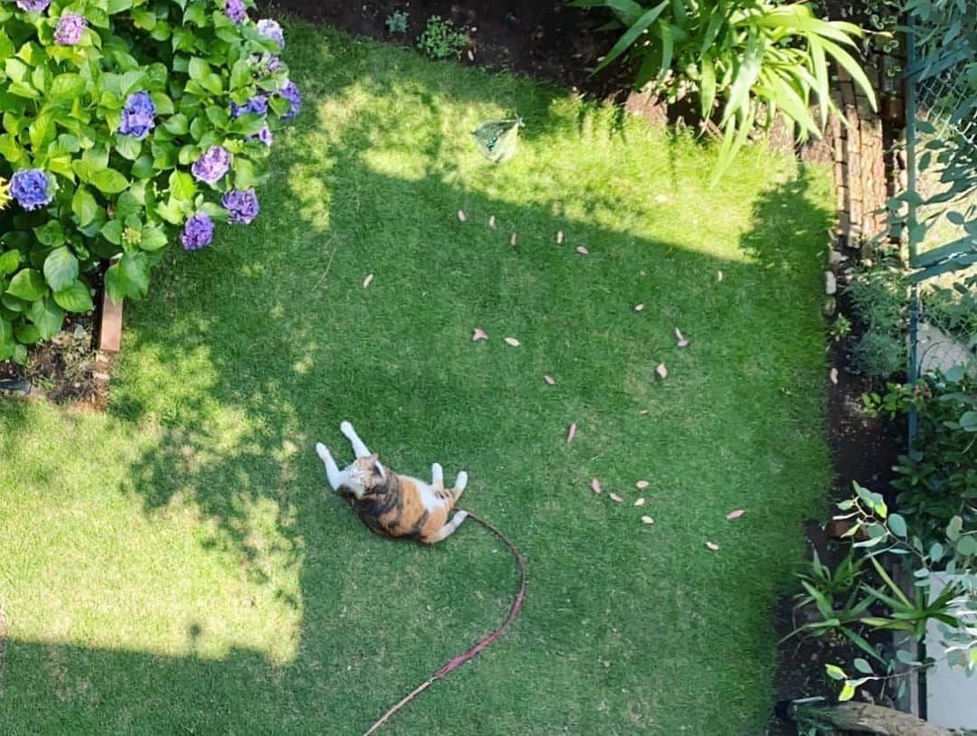 山田稔明さんのインスタグラム写真 - (山田稔明Instagram)「蚊さえいなければ一緒に芝生でゴロンとなるんだけどね…。蚊取り線香の風情、紫陽花の庭。 #ポチ実 #三毛猫」6月26日 15時36分 - toshiakiyamada