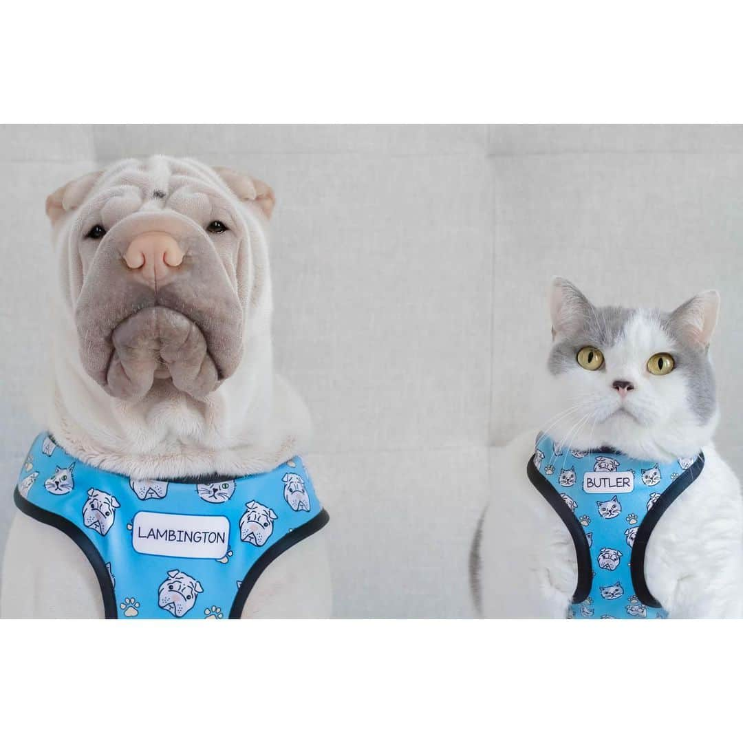 annie&pADdinGtoNさんのインスタグラム写真 - (annie&pADdinGtoNInstagram)「Lambington and Butler wearing their My Bff portrait harnesses from @idpetaustralia #weekendready #idpetcrew #lambington #sharpei #sharpeisofinstagram #wrinkles #love #dog #dogs #dogsofinstagram #cat #butler #catsofinstagram #britishshorthair #brothers #idpet #petharness #instagood #catlover #doglover #weeklyfluff #catsanddogs #iloveyoutothemoonandback」6月26日 15時47分 - anniepaddington