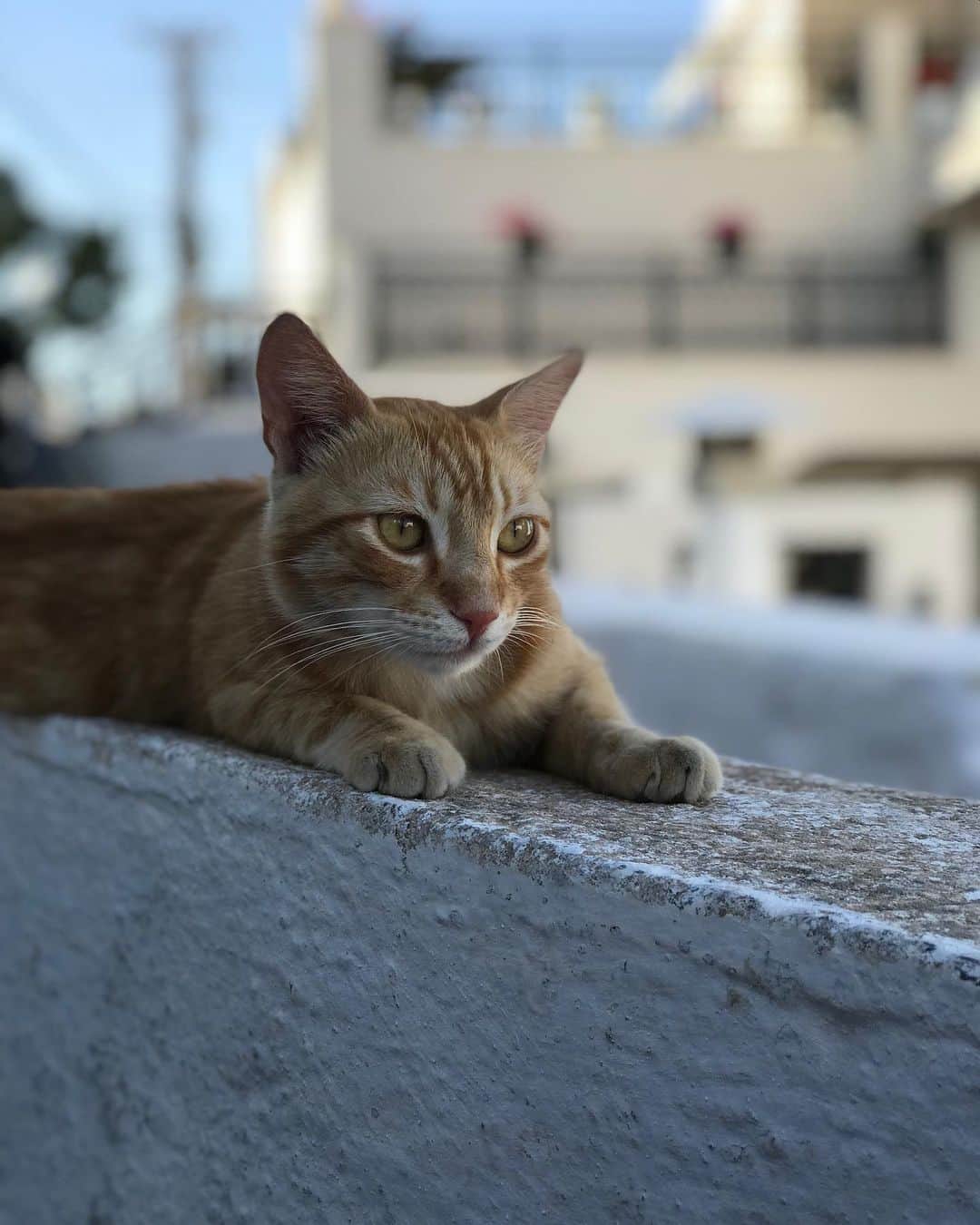 KUNIKAさんのインスタグラム写真 - (KUNIKAInstagram)「I want to go back to Santorini someday!🌺﻿ Where did you want to go if you had no coronavirus this summer holiday?﻿ ﻿ もしもコロナが無い世の中だったら、今年の夏はどこに行きたかったですか？ 最高の夏だったサントリーニwith @cabbage.lovl ちゃん に想いを馳せてクッキーを作りました👒﻿ 青空と青い海に包まれた雄大な自然が発する空気と、人々の陽気な雰囲気が懐かしいなぁ... (思い出の写真はサントリーニ&ミコノスです🇬🇷) ﻿ #artofkunika」6月26日 16時09分 - _kunika_