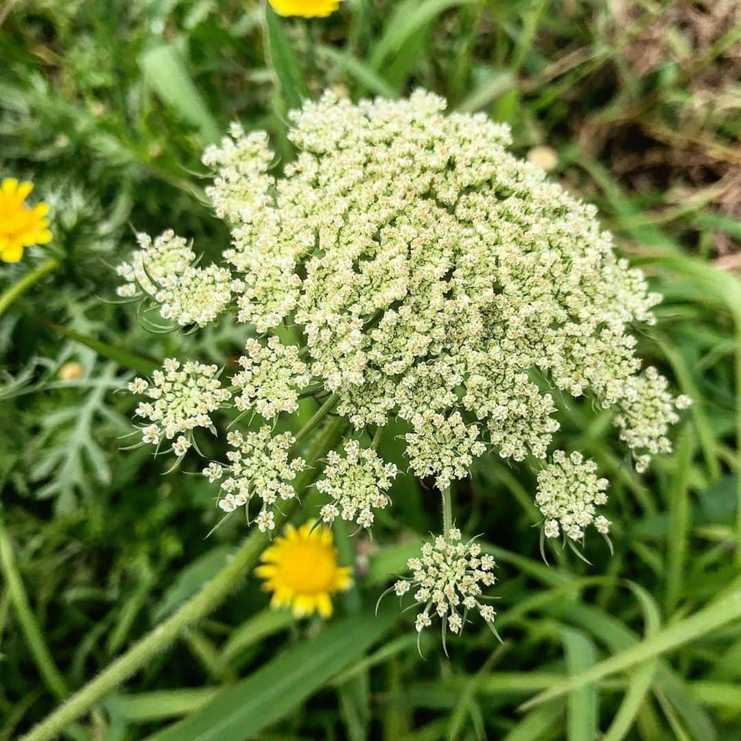 門脇麦のインスタグラム：「.﻿ ﻿ 🥕🥕🥕﻿」