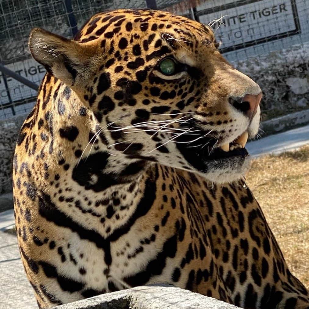 Black Jaguar-White Tiger さんのインスタグラム写真 - (Black Jaguar-White Tiger Instagram)「Here, you can see how gorgeous Ma-Tzu is, but also, his eye problem :( #MaTzu @fabifabulous17」6月26日 7時34分 - blackjaguarwhitetiger
