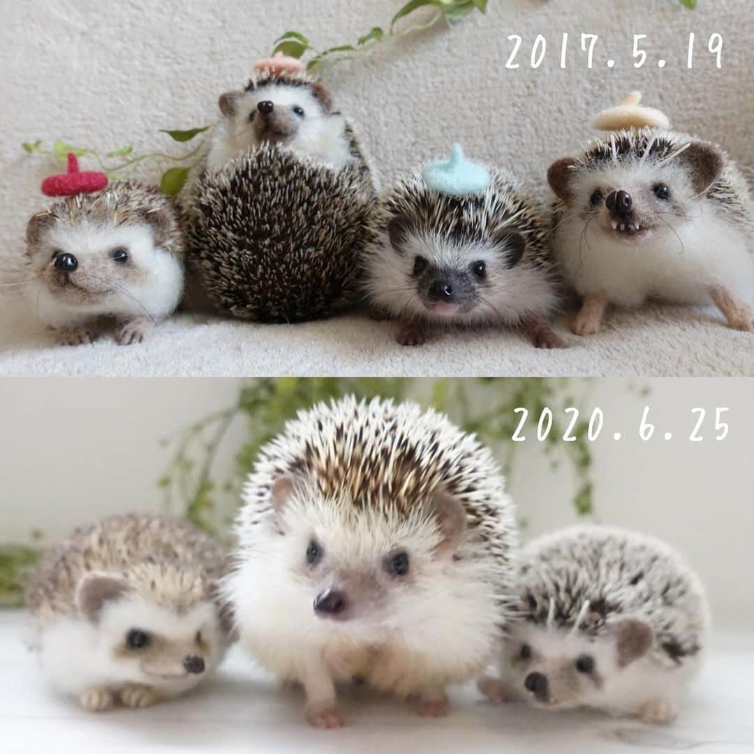 ラド&ティンクさんのインスタグラム写真 - (ラド&ティンクInstagram)「* Past and present * model ： Ocean * * 約3年前の2ヶ月足らずのおーしゃんと昨日のおーしゃん。 羊毛フェルトみると、大きさの変化がわかるし、 やっぱり、チークが薄くてなったよね🙄 * あ！ 皮膚の色って耳の色と一緒？ リアムとおーしゃんの肌の色が違うって思ってたけど、おーしゃんも リアムみたいに濃かったのかな？🤔 * * ＊picohachi＊さんの　#リアル羊毛フェルト * #おーしゃん #3歳3ヶ月 #はりねずみ #ハリネズミ #針鼠 #ヨツユビハリネズミ #ヘッジホッグ  #ペット #ふわもこ部 #モフモフ #hedgehog #pygmyhedgehog #lovelypet #cuteanimals #hedgehogfamily #hedgie #Hérisson #igel#riccio #Erizo #고슴도치 #刺猬 #pecotv」6月26日 8時08分 - rado_pompon