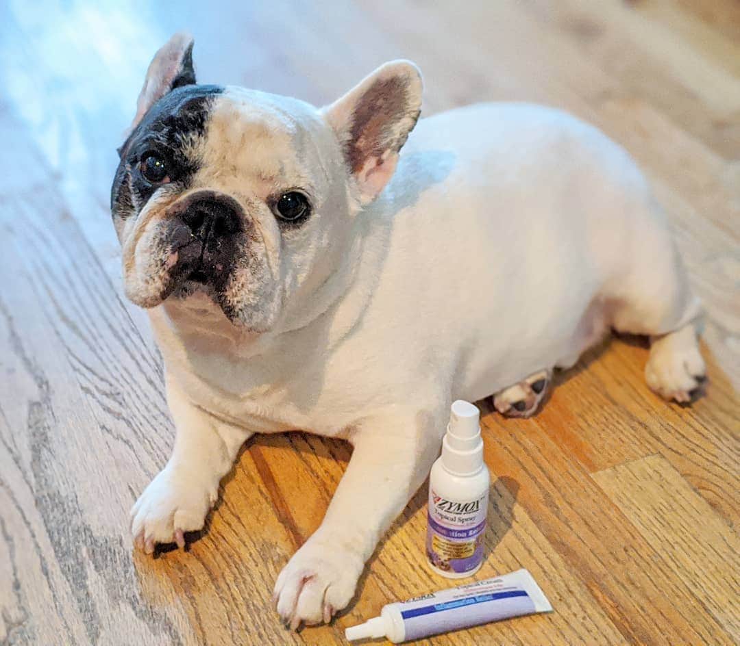 Manny The Frenchieのインスタグラム：「Hot spot is back! 🙄 Mom says "if I just stopped licking it, it wouldn't get so bad!" But I tell her, that's why we have Zymox around! 😉  @zymox_official」