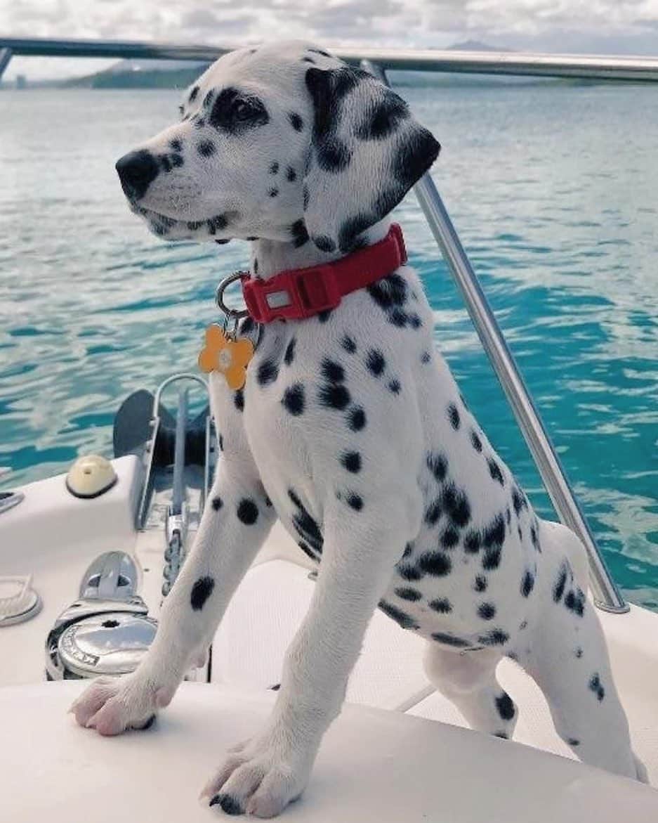 ブルーライフのインスタグラム：「oh captain, my captain! 🤍🐾💦 #shopplanetblue」