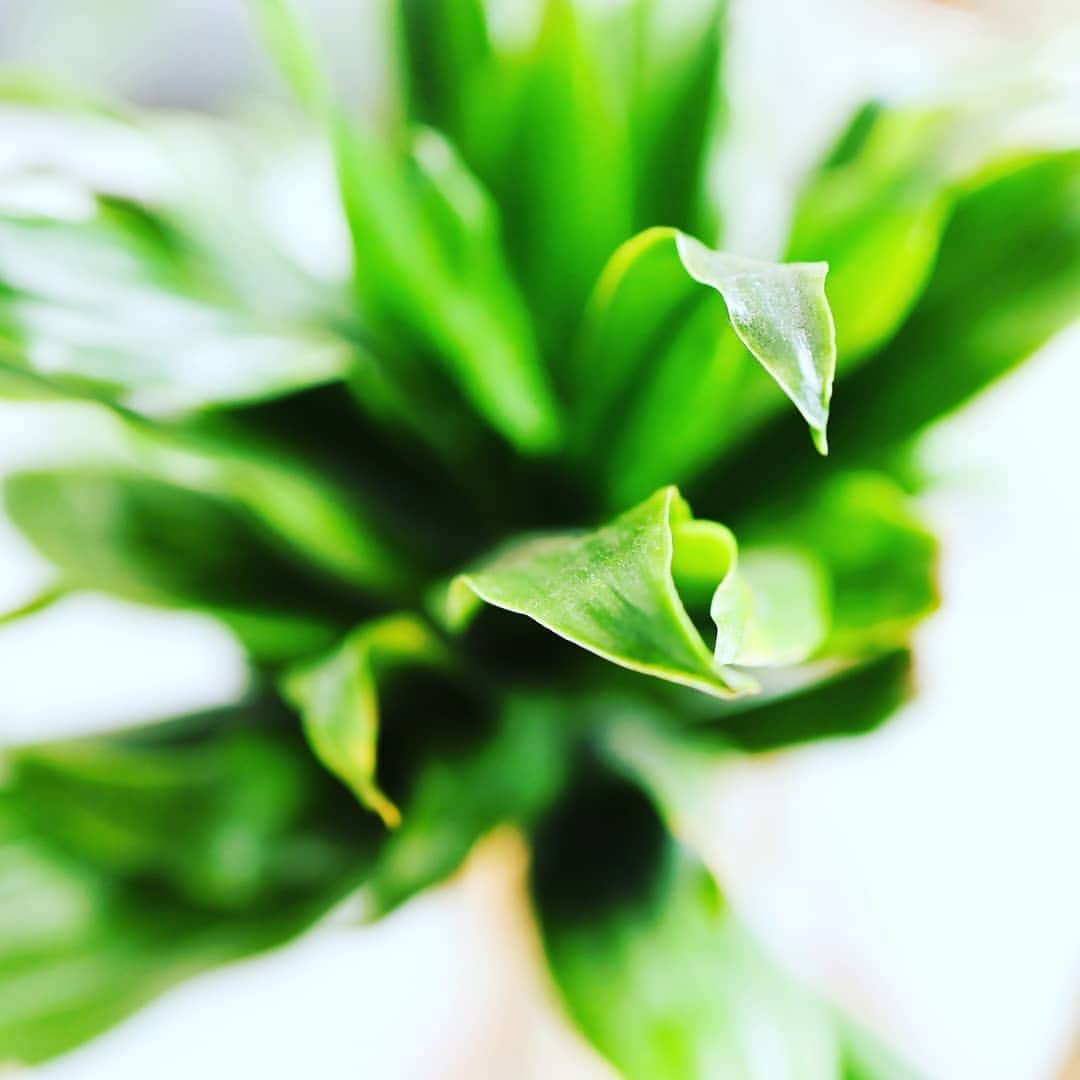 大井健さんのインスタグラム写真 - (大井健Instagram)「Lifesnap 2 我が家に来て2年のドラセナ。  #houseplants  #indoorplants  #観葉植物 #ドラセナ」6月26日 8時27分 - takeshioi_pf
