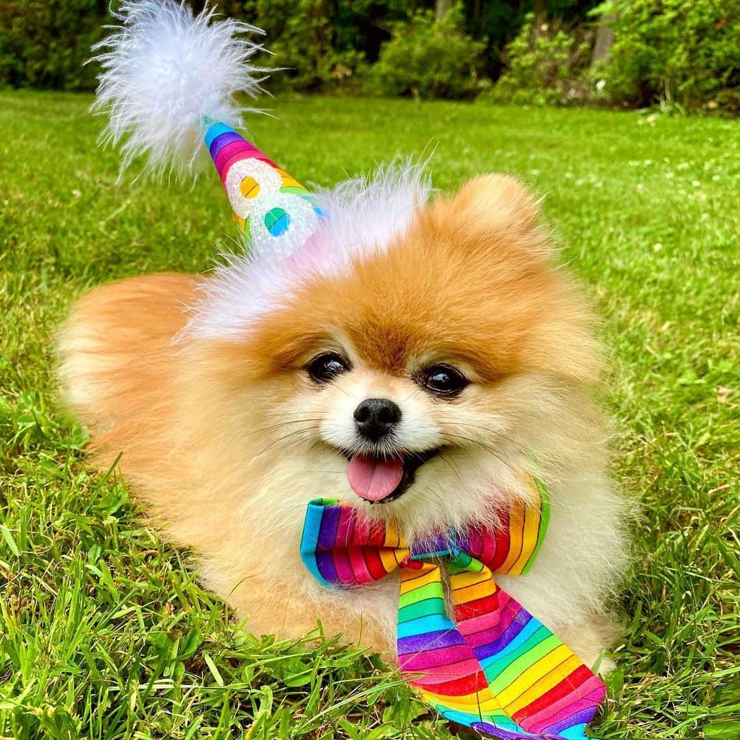 Monique&Gingerさんのインスタグラム写真 - (Monique&GingerInstagram)「Happy 8th Birthday to my dear sweet & sassy little princess Ginger👑💕We celebrated out at the lake with lots of belly rubs and boat rides⛵️🤗a yummy rainbow cake🌈🎂and some new squeaky toys🦄👜and tons of treats🍪So much fun!🥰Thx @sewdoggystyle for the adorable party hat and matching bow!🎉🎀」6月26日 8時48分 - monique_ginger