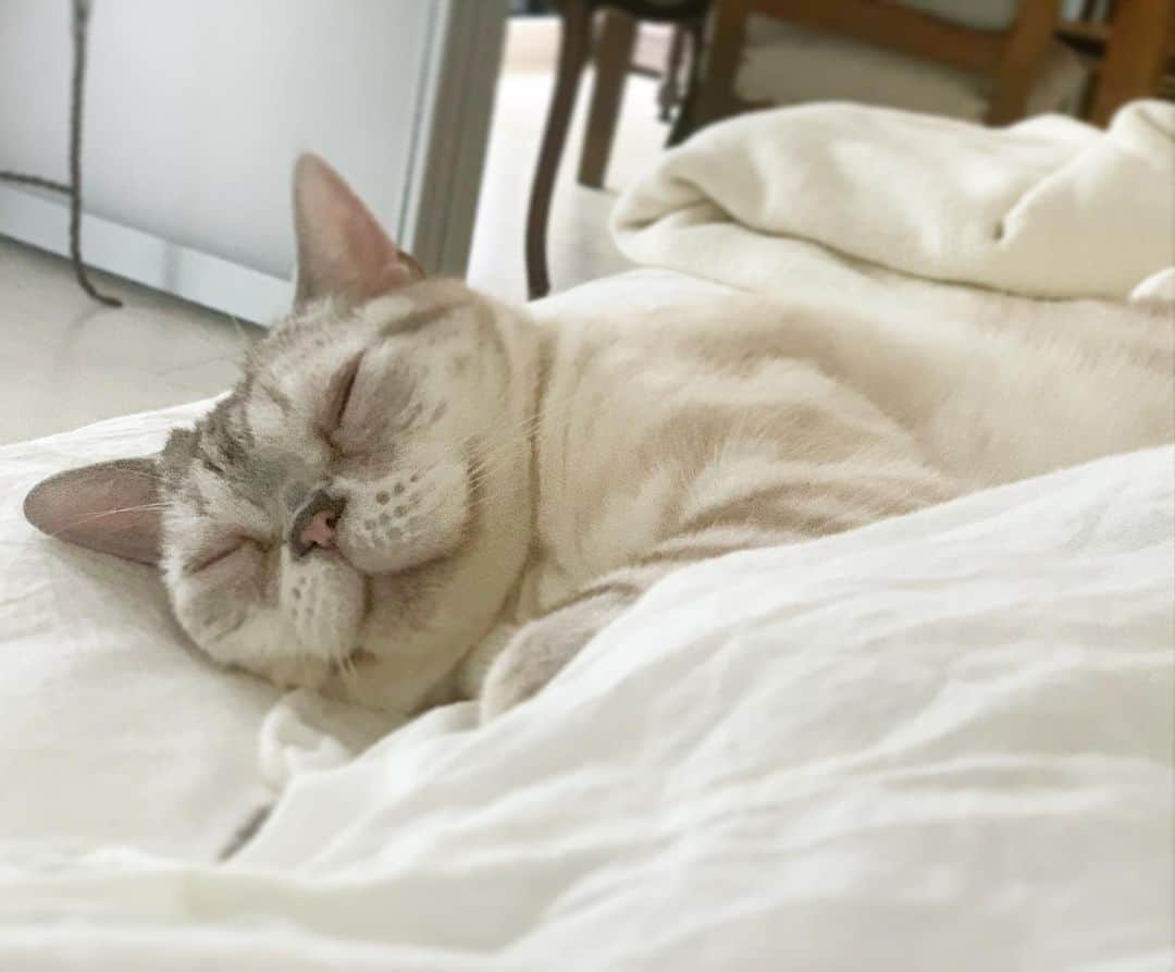 青山有紀さんのインスタグラム写真 - (青山有紀Instagram)「今朝の#ガル様 暑くても添い寝してくれる派💛 #garu_cat」6月26日 8時55分 - yukiaoya