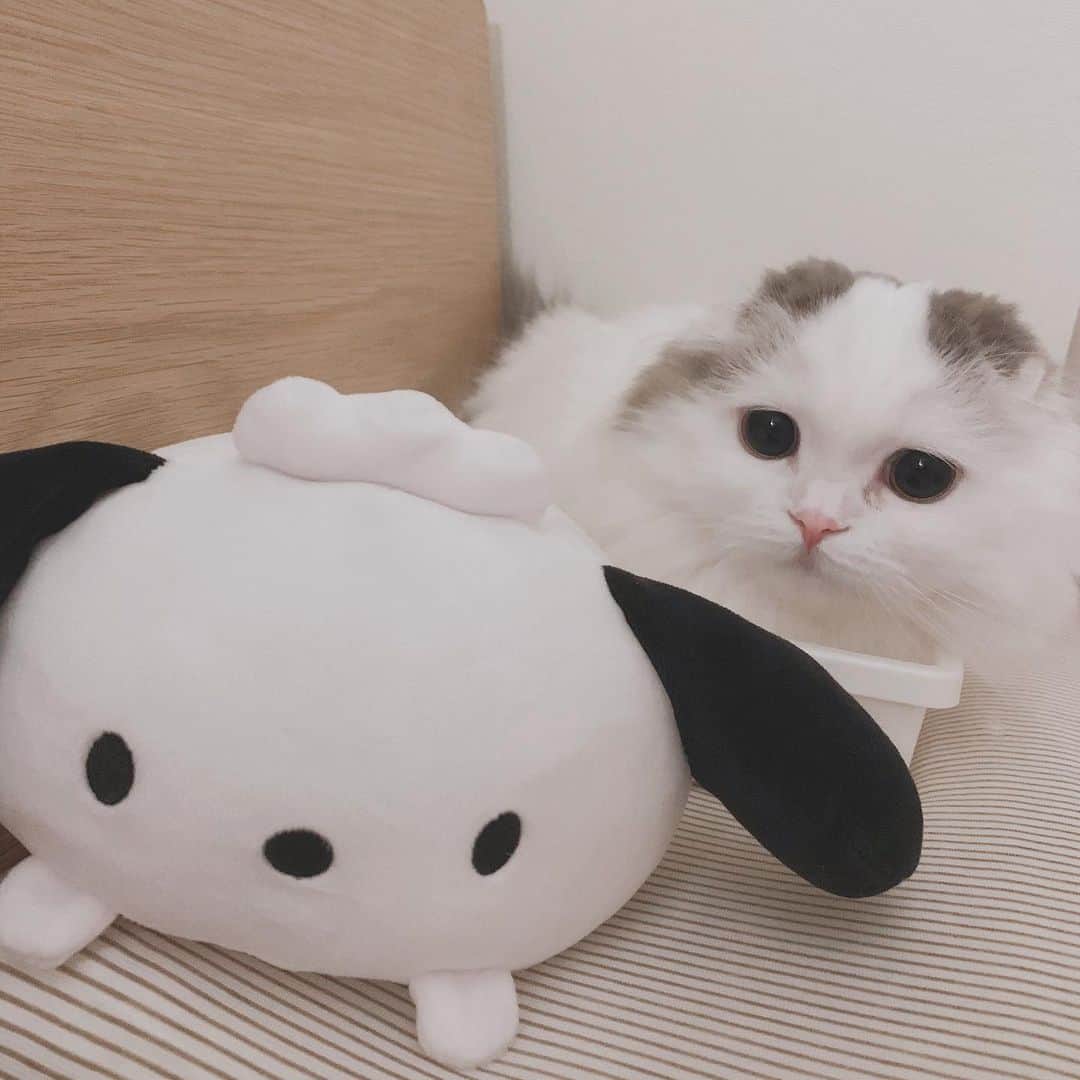 のんたのインスタグラム：「ぱんとポチャッコ🐼🐶 ・ #scottishfold #catstagram_japan #catsofinstagram #cats_of_instagram#catoftheday #ilovemycat #bestmeow #catlover #cutecat #kittensofinstagram #cute #スコティッシュフォールド#ポチャッコ#sanrio」
