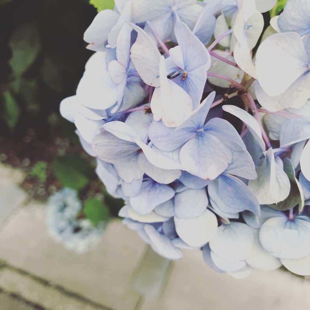 sioneのインスタグラム：「紫陽花まともに撮れてない  #hydrangea #紫陽花 #flowers」