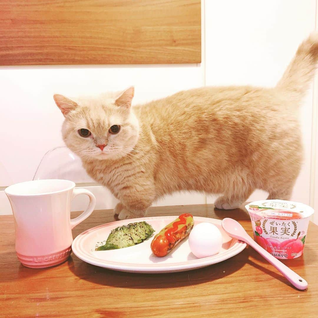 Little & Miloさんのインスタグラム写真 - (Little & MiloInstagram)「(⸝⸝⸝ᵒ̴̶̷̥́ ᵕ ก̀⸝⸝⸝)ෆ Milo: おはニャン～♡ #LittleMilo #littlemilo #短い手足 #可愛い猫 #立つ猫 #munchkin #munchkincat #寝顔 #可愛い寝 #stayhome #istayhomeformyfamilyandfriendandcat #lecreuset #lecreusetlove #powderpink  Instagram: https://www.instagram.com/little_milo_munchkin Facebook: http://facebook.com/i.am.little.milo Twitter: https://twitter.com/i_am_littlemilo」6月26日 9時16分 - little_milo_munchkin