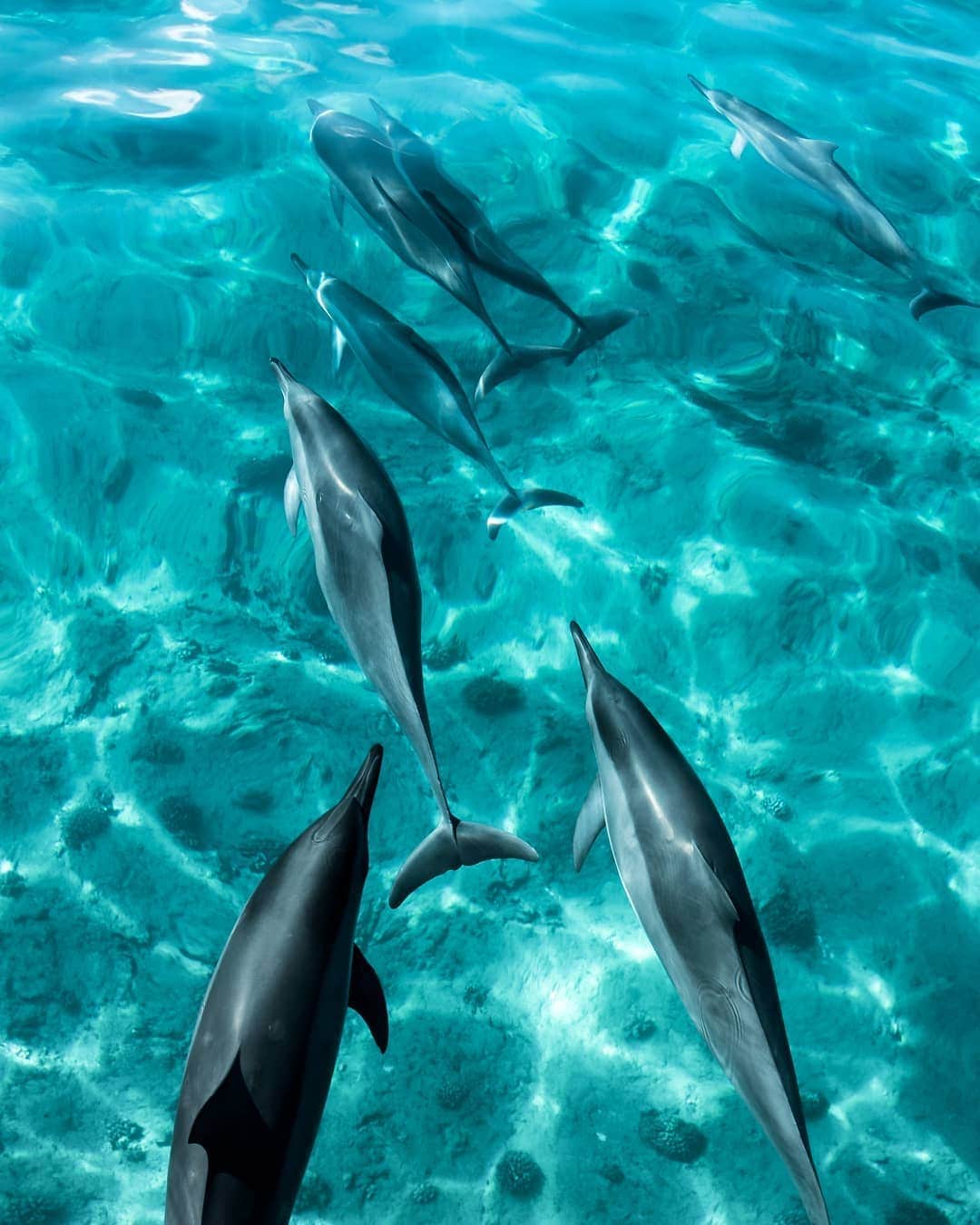 And Youさんのインスタグラム写真 - (And YouInstagram)「Dolphins are forever wild, created by nature to play a role in nature 🌎. ​. ​. ​. ​. ​. ​#wild #beautifuldestinations #unrealhawaii #seascapes #stunning #instagood #earthpix」6月26日 9時24分 - dolphinsandyou