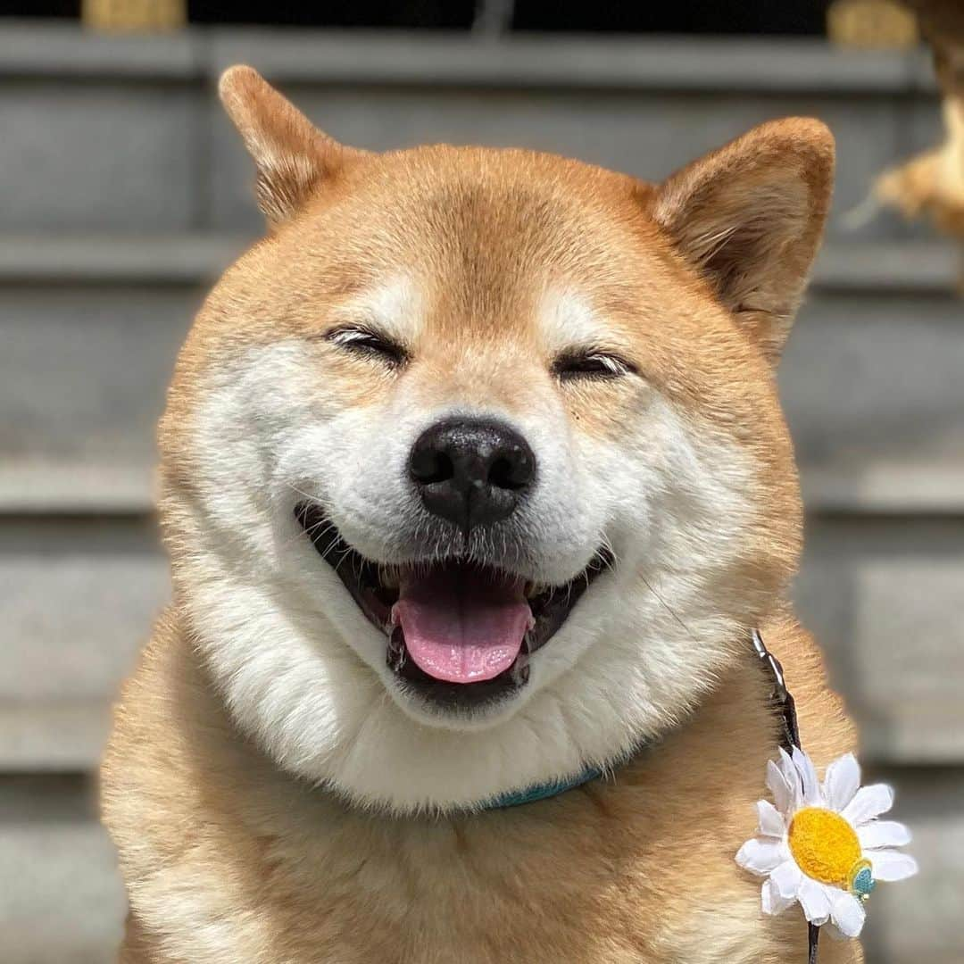 まる（まるたろう）さんのインスタグラム写真 - (まる（まるたろう）Instagram)「Good morning!✨🐶✨金曜日頑張っていってらっしゃいませ〜 #なる早で帰ってきてね #お留守番してるからね #寄り道するならお土産はマストバイ #お見送りまるさん」6月26日 9時30分 - marutaro