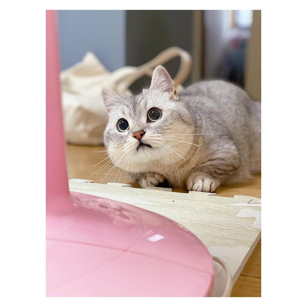 山谷花純さんのインスタグラム写真 - (山谷花純Instagram)「めっちゃ盛れたまる。  #ミヌエット #まるとの生活 #猫がいる生活 #にゃんすたぐらむ」6月26日 9時37分 - kasuminwoooow