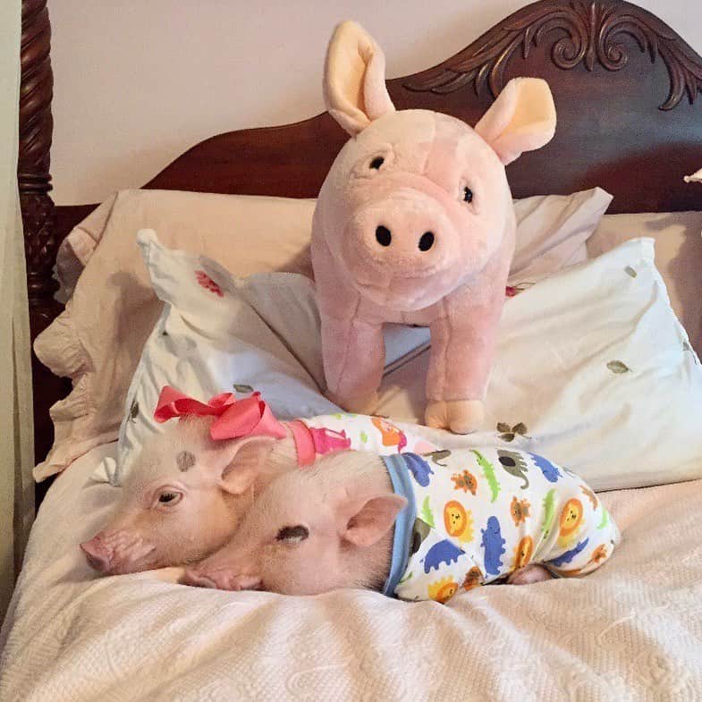 Priscilla and Poppletonさんのインスタグラム写真 - (Priscilla and PoppletonInstagram)「Throwback to when it was just me and Silly Pop. We used to dream about saving a farm pig and now we have saved three. Wish we could save them all!🐷💗🐖#PetuniaPeriwinklePiglet #friendsnotfood #prissyandpopshelpinghooves #tbt #PrissyandPop」6月26日 9時49分 - prissy_pig