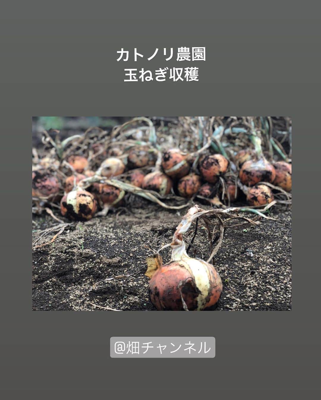 加藤紀子のインスタグラム：「🧅😋🧅 軒先に玉ねぎがある安心！  #カトノリ農園 #畑チャンネル #畑からこんにちは」