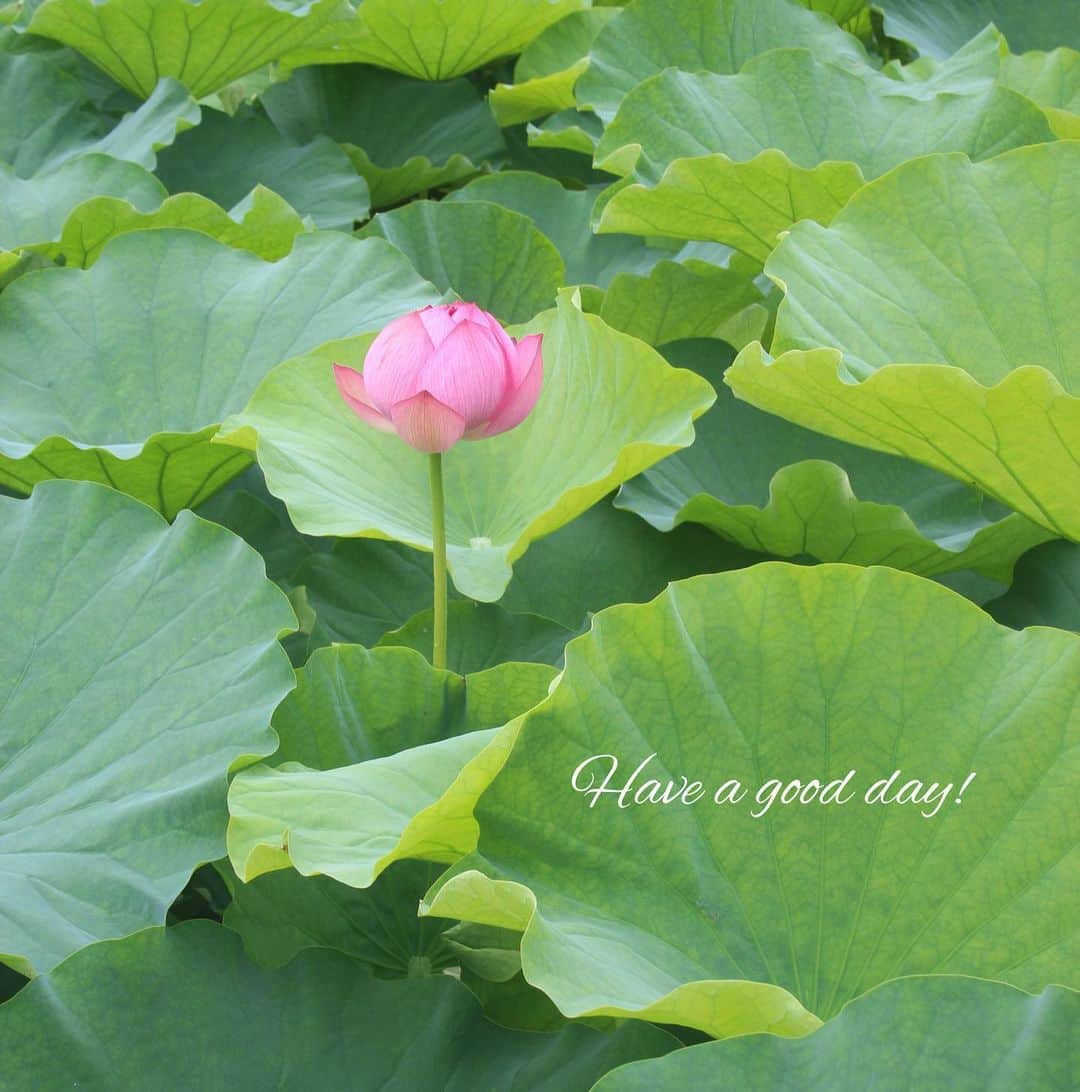雑誌 花時間 さんのインスタグラム写真 雑誌 花時間 Instagram おはようございます 梅雨だけど季節は夏 ハスの花が咲き始めていると知っていましたか 上野の不忍池でも ボツボツと 見頃は７月中旬くらいだそうです そして この花