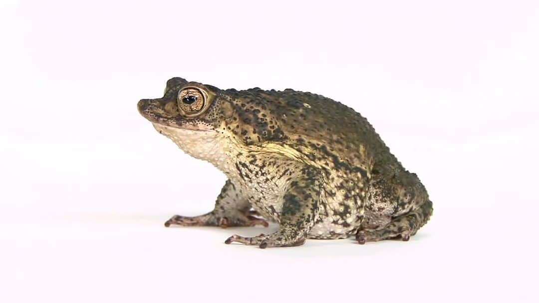 のインスタグラム：「Video by @joelsartore I The only toad native to Puerto Rico, the Puerto Rican crested toad is known for its distinctive snout and bony head crest. Once found throughout the lowland portion of the island, this species began to experience population declines in the 1920s, when the marine toad was introduced from South America to control sugar cane grubs. Marine toads prey on the tadpoles of crested toads, and compete with adults for food, habitat, and breeding sites, threatening the native species’ chance of survival. As a result, this amphibian was placed on a species survival plan, which focuses on research, habitat protection, community outreach, and reintroduction programs. Through this plan, North American zoos and aquariums have bred over 230,000 tadpoles to be released (and monitored) into protected ponds in the Guanica National Forest. Video taken @theomahazoo. To see more species featured in the Photo Ark, follow me @joelsartore. #PhotoArk #savetogether」