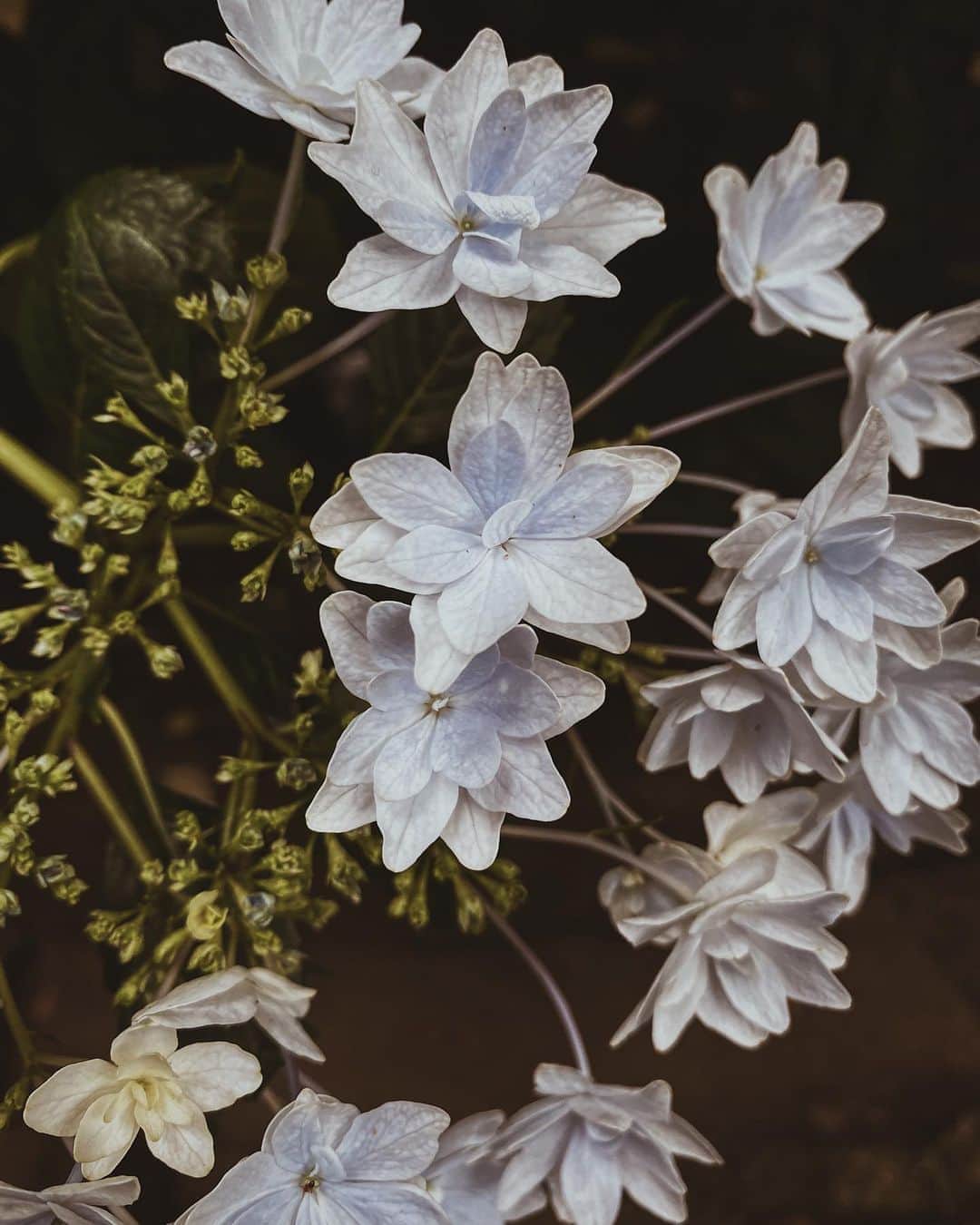 Yuiのインスタグラム：「. the color changes depending on the pH value of the soil」