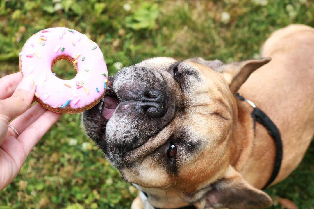 Mia Stammerのインスタグラム：「Doggy doughnut」