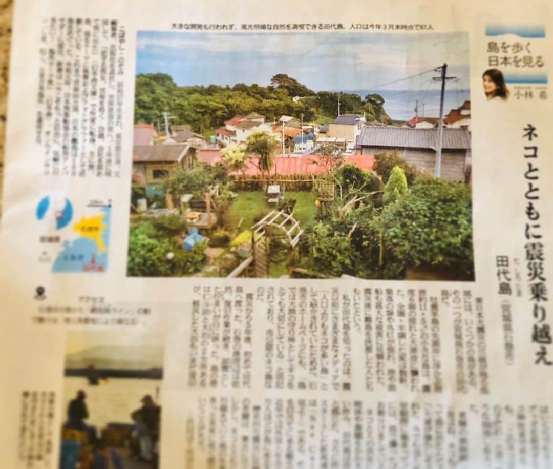 小林希さんのインスタグラム写真 - (小林希Instagram)「6/26 産経新聞で連載中の⬇️ 「島を歩く、日本を見る」 (隔週金曜日、生活面です)  7回目は、 宮城県の田代島です。 日本有数のネコを愛する島の一つで 島中にネコが暮らしています。 石巻市の公式ホームページにも 「ネコを大切にする島」と 書いてあるほど！ 実は東日本大震災のときに、 このネコ島も被災しました。 今も少しその爪痕は残ってますが ネコと共に苦闘を乗り越え 今は年間1万人以上が来島します🐈 新造船も「See Cat」⛴ そんな小さな島の話を書きました。 ぜひ、ご一読ください😊  #sankei #産経新聞 #新連載 #島旅 #島を歩く日本を見る #island #離島#宮城県#石巻市#田代島#miyagi #tashirojima #cat#猫島 #seecat」6月26日 10時59分 - nozokoneko