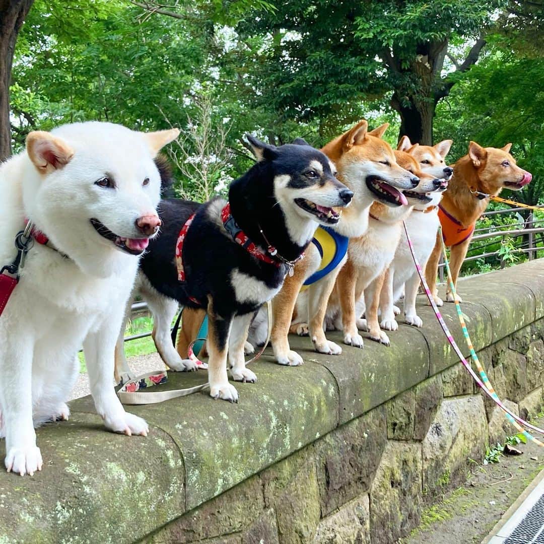vo_coのインスタグラム：「🐾 朝の散歩は森まで行ったら、お友達がたくさんいました！ジロちゃんは自粛前以来かも？ 柴たちは既に密だったけど、早く人も密とか気にしないでいいようになるといいね！ * #shibastagram #instashiba #shiba #shibainu #黒柴 #柴犬」