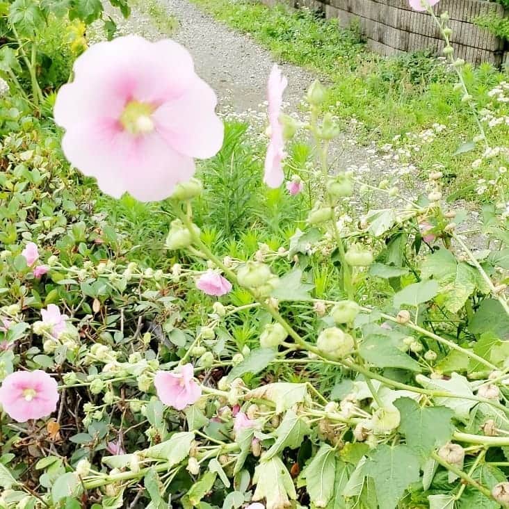 岡本真夜さんのインスタグラム写真 - (岡本真夜Instagram)「#通り道 #花 #かわいい #flowers #beautiful」6月26日 11時18分 - mayookamoto510