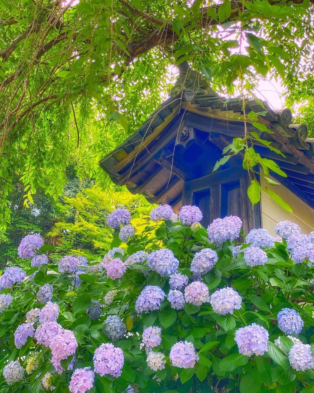 hama_aki_pppさんのインスタグラム写真 - (hama_aki_pppInstagram)「奈良県桜井市#総本山長谷寺 (スライドして下さい) Location Nara Japan  Hasedera (Swipe)  2020.6.21  #寺社仏閣  #美しい日本　 #紫陽花寺  #おとな旅プレミアム　 #タビジェニ　 #日本庭園  #じゃらん花畑　 #あじさい寺  #はなまっぷ  #わたしは奈良派  #奈良県景観資産  #スマホ撮影  #bns_flowers  #Lovers_nippon  #japanesetemple #top_favorite_shots  #allthingsofbeauty_  #nippon_lovers  #inspring_shot  #beautiful_kansai  #angelsandflowers_  #flora_addict  #charming_nature_  #japanesegarden  #lovers_united_japan  #igbest_shots  #japanese_gardens  #retrip_nippon」6月26日 16時53分 - hama_aki_ppp