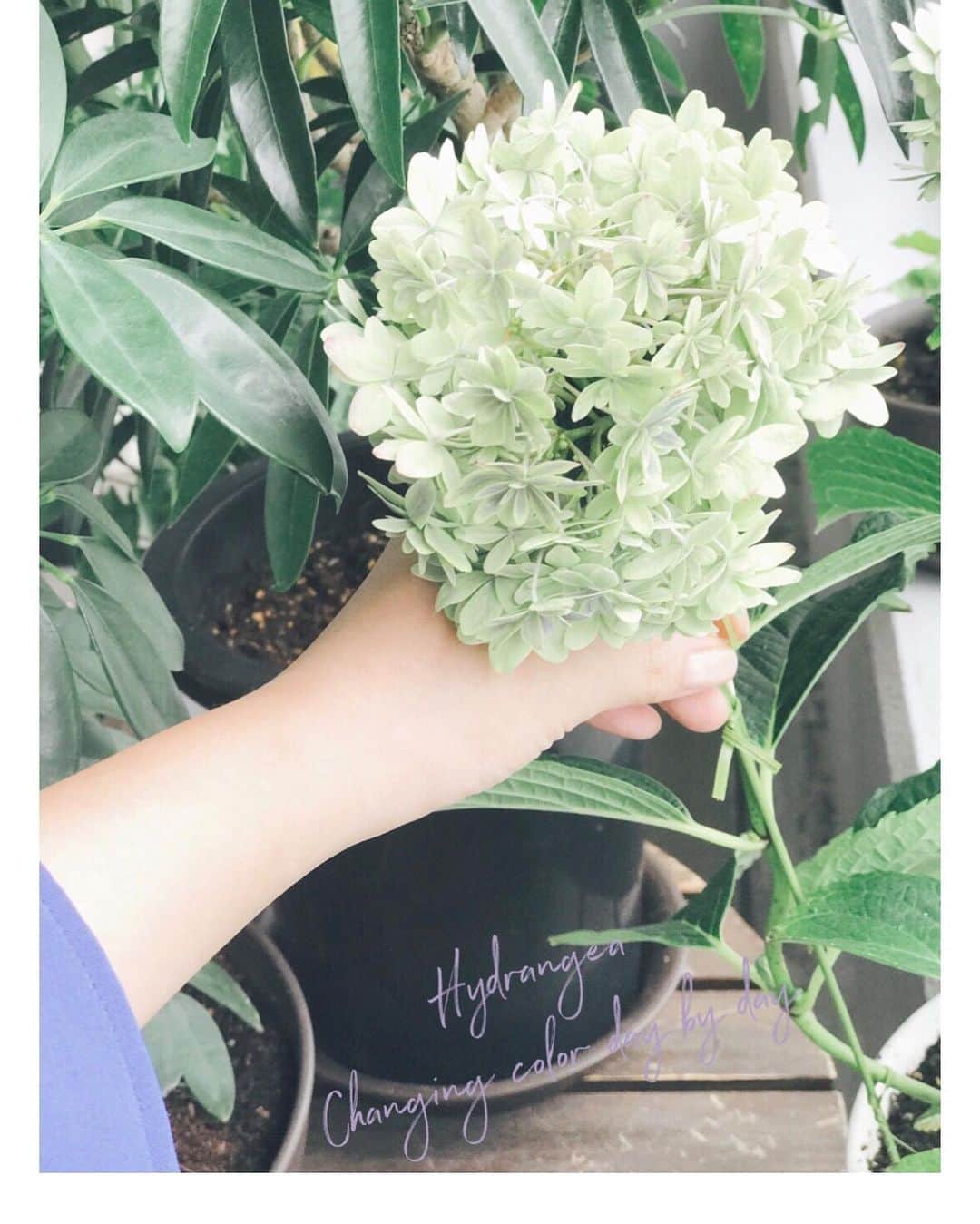 のインスタグラム：「Hydrangea ﻿ ———————————————————————﻿ ﻿ ﻿ ﻿ ﻿ ﻿ ﻿ 陽に当たる時間や、土の成分の変化により﻿ 日に日に紫陽花の色が変わってきている。﻿ 最初の紫陽花は、こんな色だった(2枚目)﻿ ﻿ ﻿ ﻿ ﻿ 花も人間と同じ、﻿ 環境によって色々変化、進化していくんだ。﻿ ﻿ ﻿ ﻿ ﻿ ﻿ ﻿ ﻿ ﻿ #hydrangeas #hydrangea #flowers #flower #lifeofflower #nature #evolution #change #color #white #blue #green #summer #season #紫陽花 ﻿ #あじさい #花のある暮らし #緑のある暮らし」