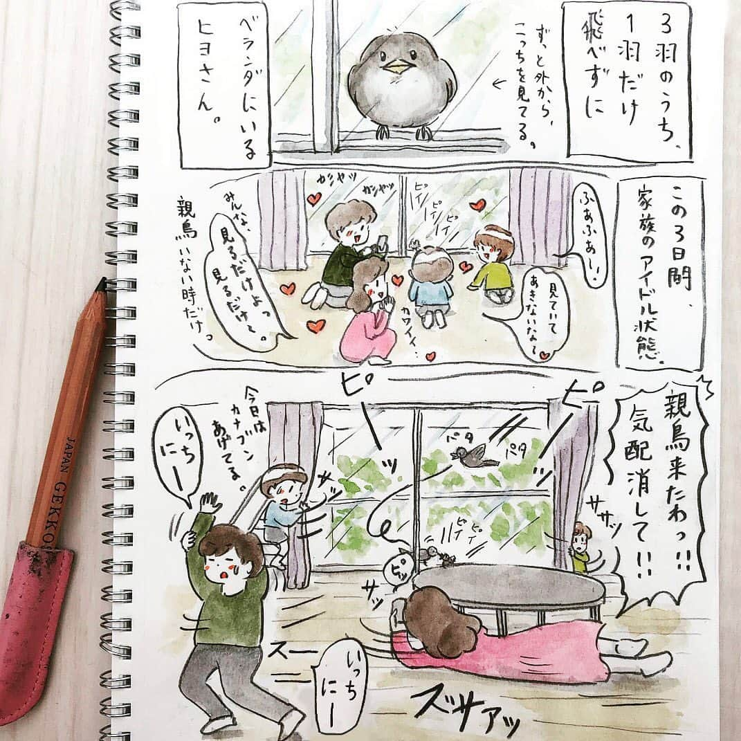 HAMAYUのインスタグラム：「今日のヒヨさん🐣 ・ 3羽の内、2羽は親鳥が連れていきましたが、ベランダにはまだ飛べない1羽のヒヨさん🐣。親鳥が心配して餌をやりに来たりと、夜以外は側を離れず🐦夫婦で懸命に育児をしています。のんびりなヒヨさん、夜になると窓越しにピィピィ話しかけてきます☺️可愛すぎて夢中です（特にパパ）が、もうすぐお別れ🕊…さみしいな。 ・ #カワイイ#ヒヨドリ#ヒナ#期間限定#窓越しの#癒し#庭の木#ヒヨドリ一家観察記🐦#野鳥 ・ #育児絵日記#漫画#イラスト#男子あるある#小5#年長#11歳#5歳#男兄弟#illustgram#野鳥観察#gopro #goproのある生活」