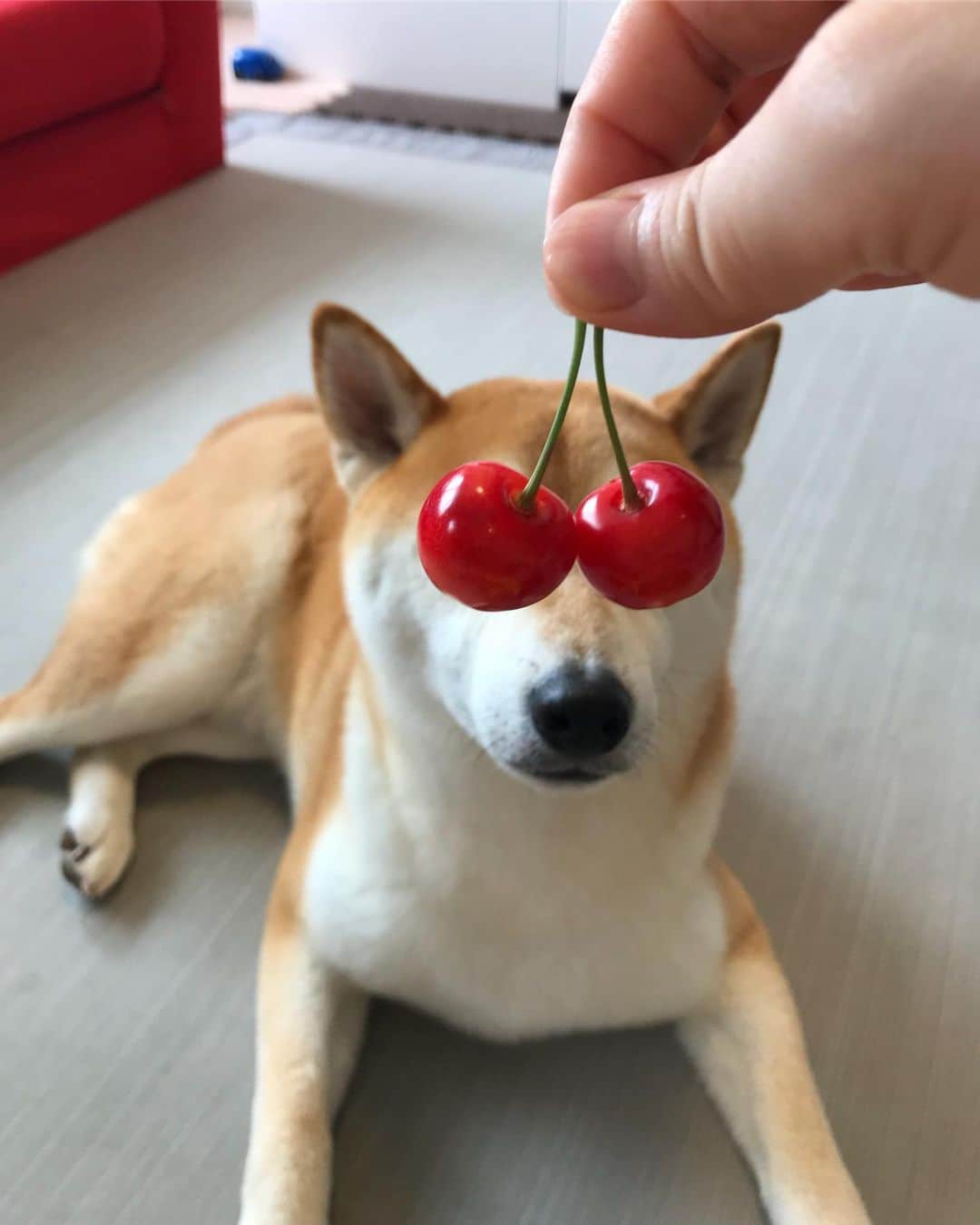 高橋みゆきさんのインスタグラム写真 - (高橋みゆきInstagram)「きたきた〜🍒💕パクパク食べてます👦🎶 #🍒 #佐藤錦 #ウマー #あっという間になくなるな」6月26日 11時27分 - shin_miyukichi