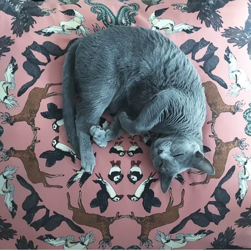 岸本佳子さんのインスタグラム写真 - (岸本佳子Instagram)「Sleeping beauty #vegeta #russianblue #catsofinstagram #style #pink」6月26日 11時35分 - yoshico_kishimoto