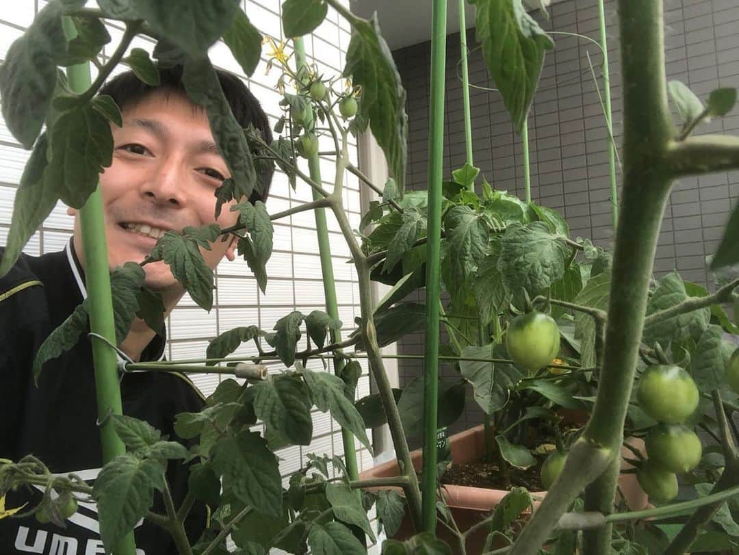 札幌テレビ「どさんこワイド朝」さんのインスタグラム写真 - (札幌テレビ「どさんこワイド朝」Instagram)「こんにちは、藤井孝太郎です！ . 青々と育っています。イチゴ、ミニトマト、枝豆。 収穫の時期が近そうです。 もう少し陽の光が強くなってくれると嬉しいんですが。。 . . #家庭菜園 #家庭菜園記録  #札幌テレビ #どさんこワイド朝 #藤井孝太郎」6月26日 11時39分 - dosanko_asa