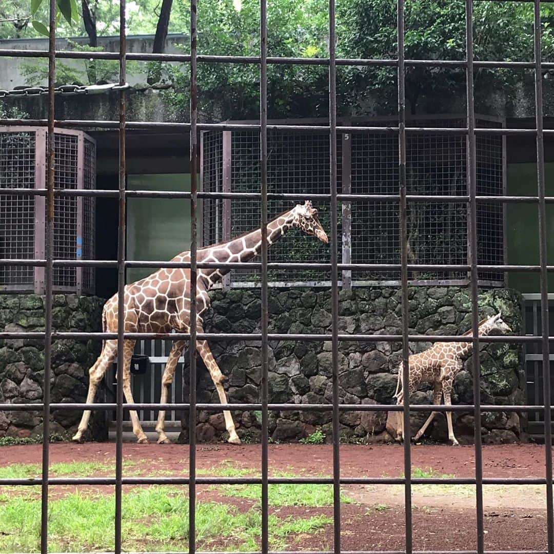 徳重杏奈さんのインスタグラム写真 - (徳重杏奈Instagram)「🐼﻿ 家族と上野動物園 ﻿ ﻿ 3歳になったシャンシャンに﻿ 会ってきました✨﻿ ﻿ 感染防止のため﻿ 写真は撮れませんでしたが﻿ きのうもよく眠っていました。﻿ ﻿ 写真2、3枚目は﻿ 2018年1月のもの☺️﻿ ﻿ ﻿ サルもキリンも﻿ 赤ちゃんがいて﻿ とっても可愛かったです🐒🦒﻿ ﻿ ゾウ舎の近くにいた﻿ 詳しいおじさまによると﻿ このゾウは妊娠中で﻿ 10月出産予定だそう🐘﻿ ﻿ 姪はぞうさんの歌を送っていました🧒🏻﻿ ﻿ ﻿ ﻿ #姪っ子 #おばバカ #おば活 #姪との動物園は東山動植物園ぶり #パンダ #名古屋 #メーテレ #アナウンサー #徳重杏奈﻿」6月26日 12時07分 - anna.tokushige