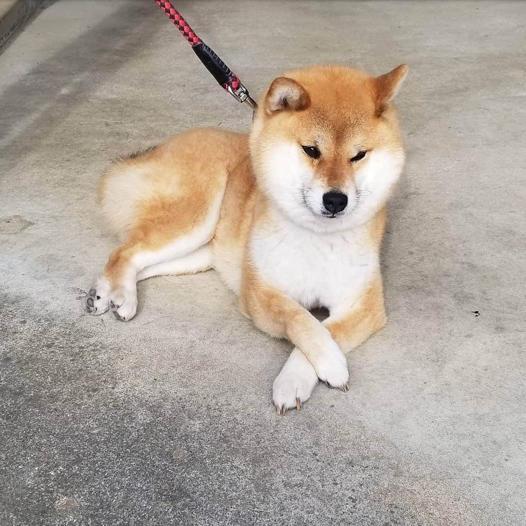 柴犬たま Shibainu Tamaのインスタグラム