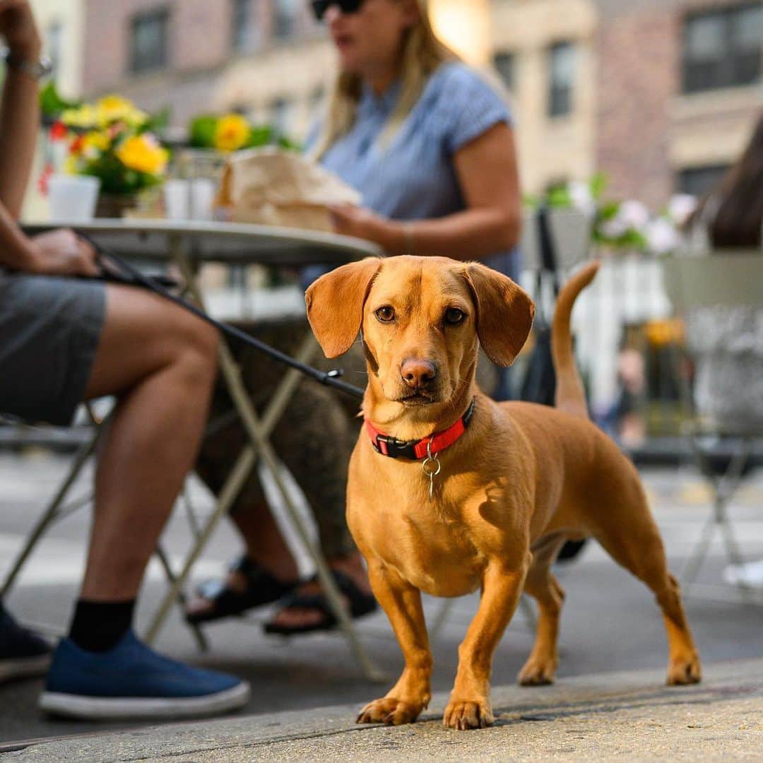 The Dogistさんのインスタグラム写真 - (The DogistInstagram)「Chewie, Dachshund/Labrador/Beagle mix (3 y/o), 12th & University Pl, New York, NY • “He has a fetish for socks. He loses his mind for them. And he's a big talker, too. He says, ‘I’m bored!’” A rescue via @muddypawsrescuenyc」6月26日 12時34分 - thedogist